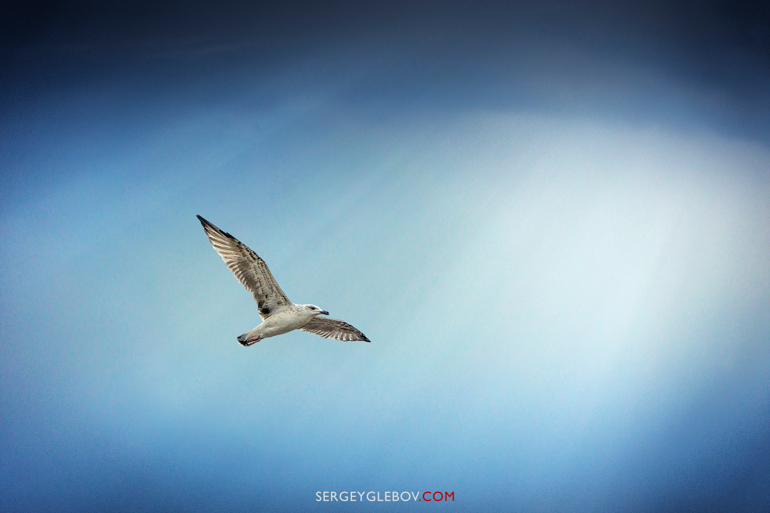 Животные. Сергей Глебов - фотограф