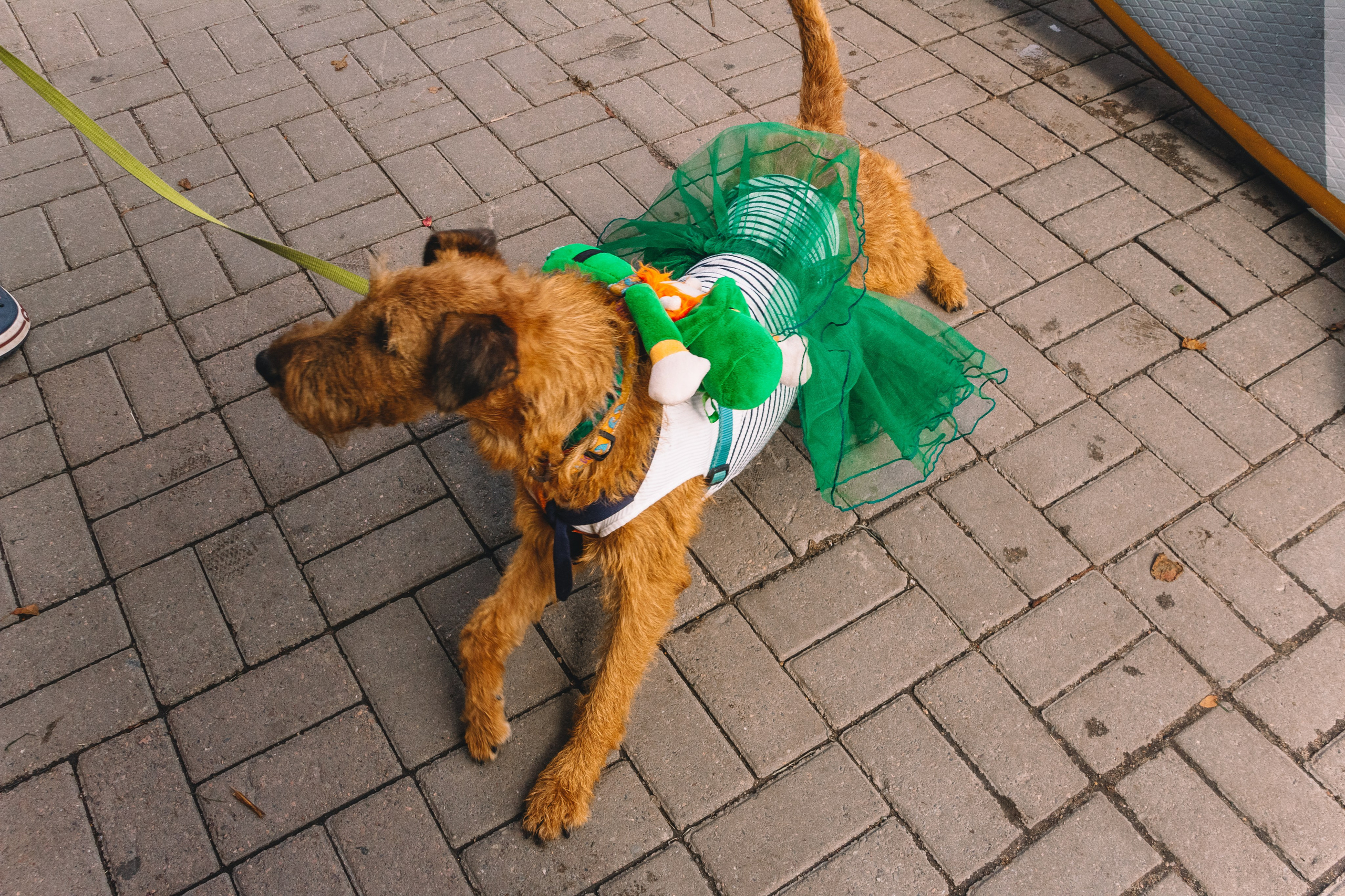 Фонтанка SUP 2 августа 2025 года. Семейный, Детский, Репортажный фотограф в Санкт-Петербурге Погодина Лю