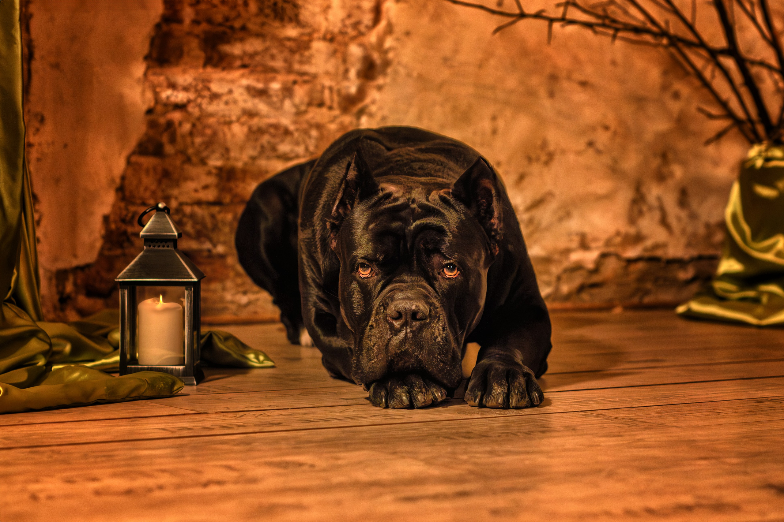 Собаки. Фотограф-анималист Юлия Зубкова