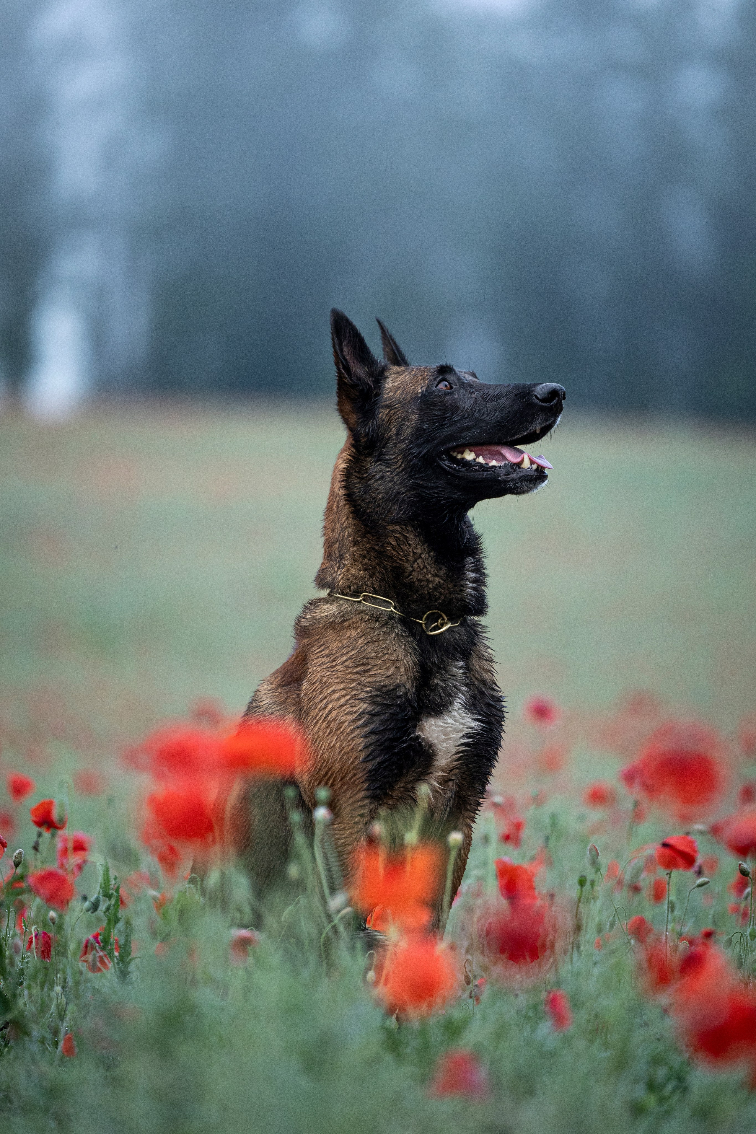 Маковое поле. Фотограф-анималист Анна Маринич