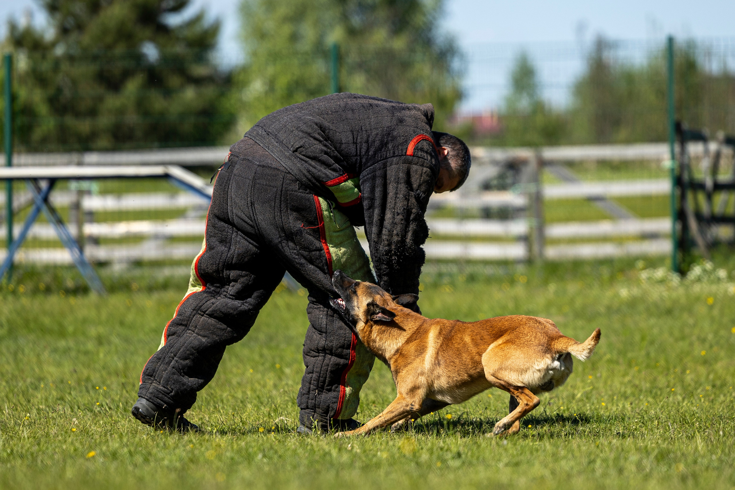 Испытания по мондьорингу в Нижнем Новгороде. Фотограф-анималист Анна Маринич