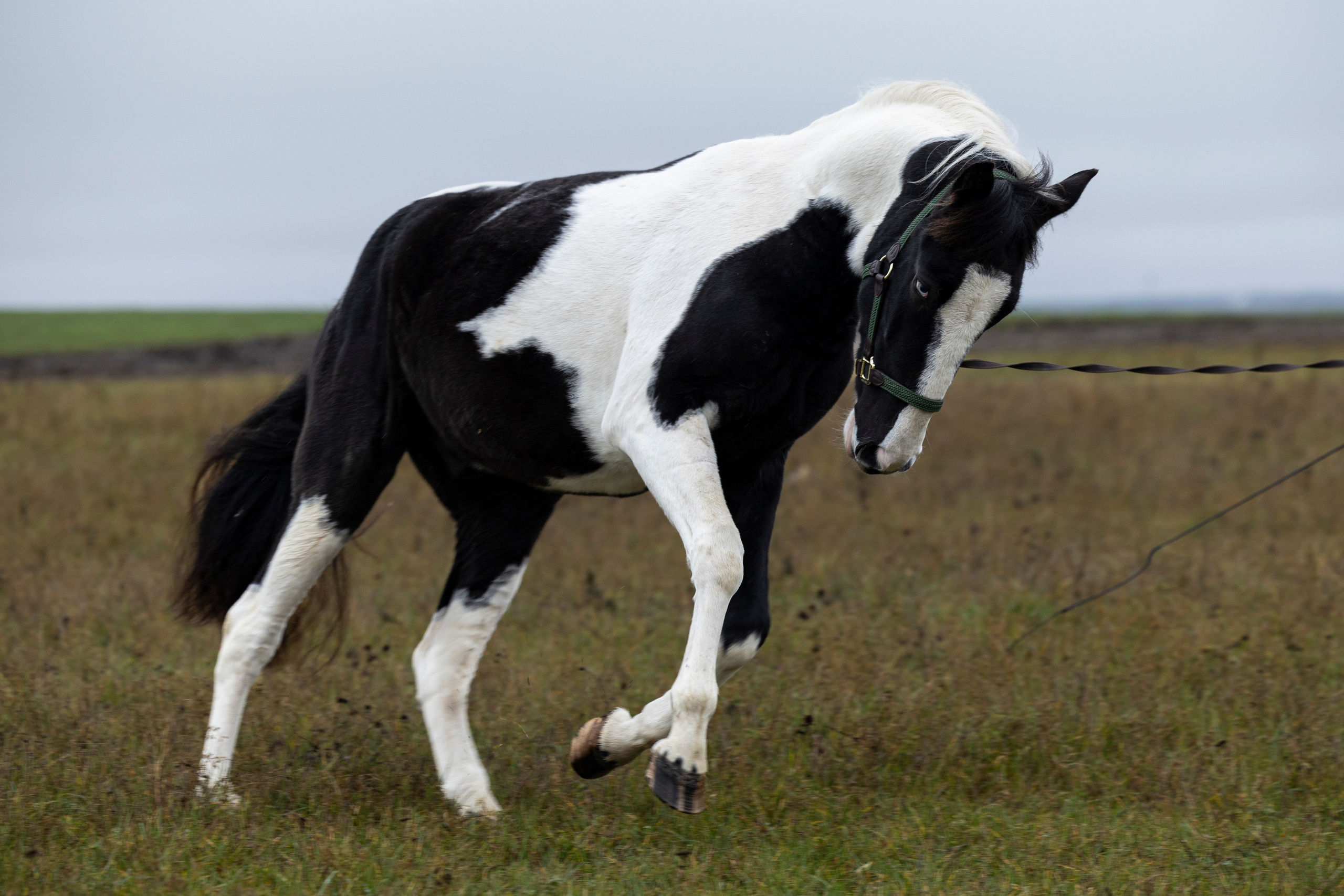 Дракарис и Кейси. Фотограф-анималист Анна Маринич