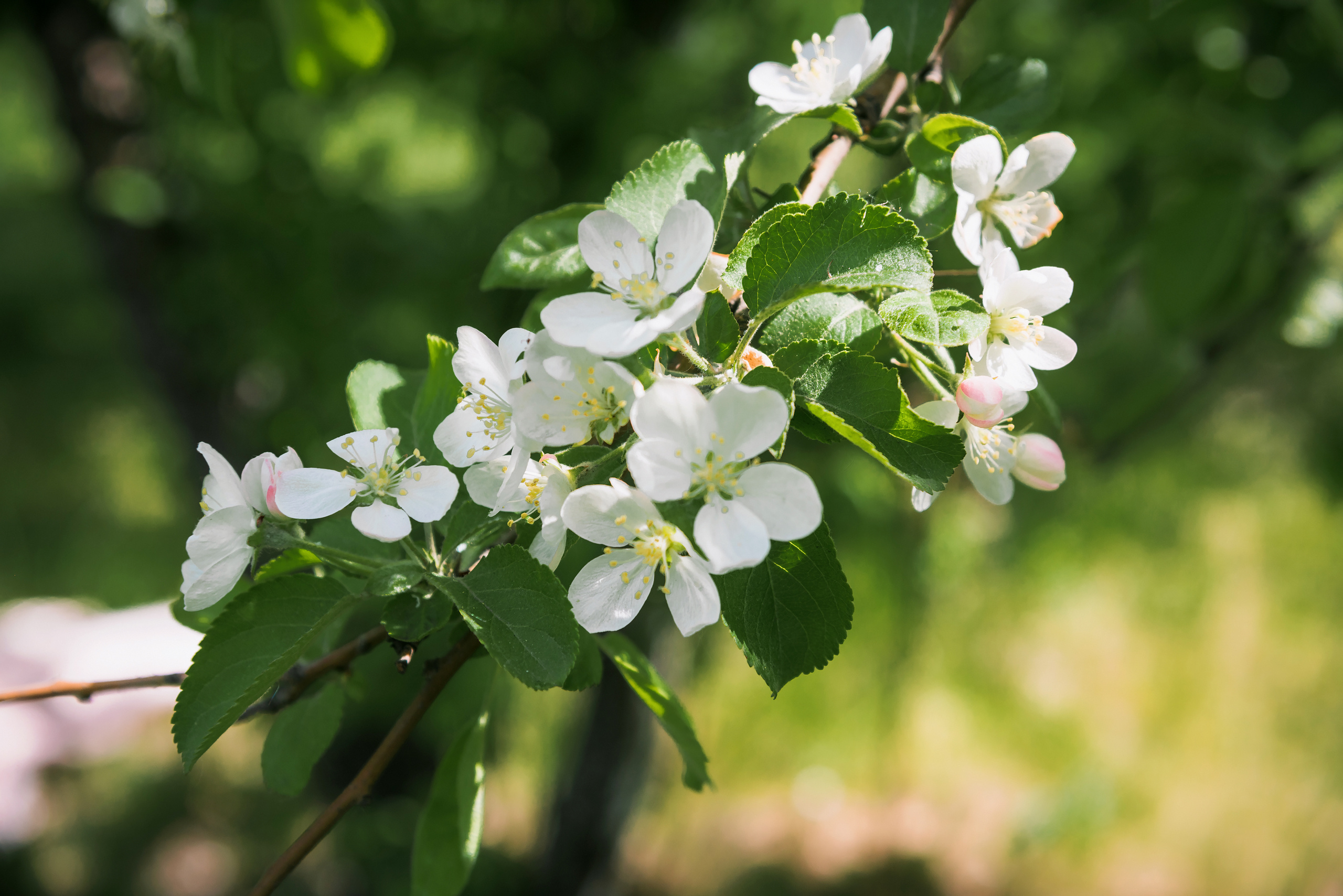 Отзывы. Свадебный и семейный фотограф в г. Краснодар Екатерина Зверева