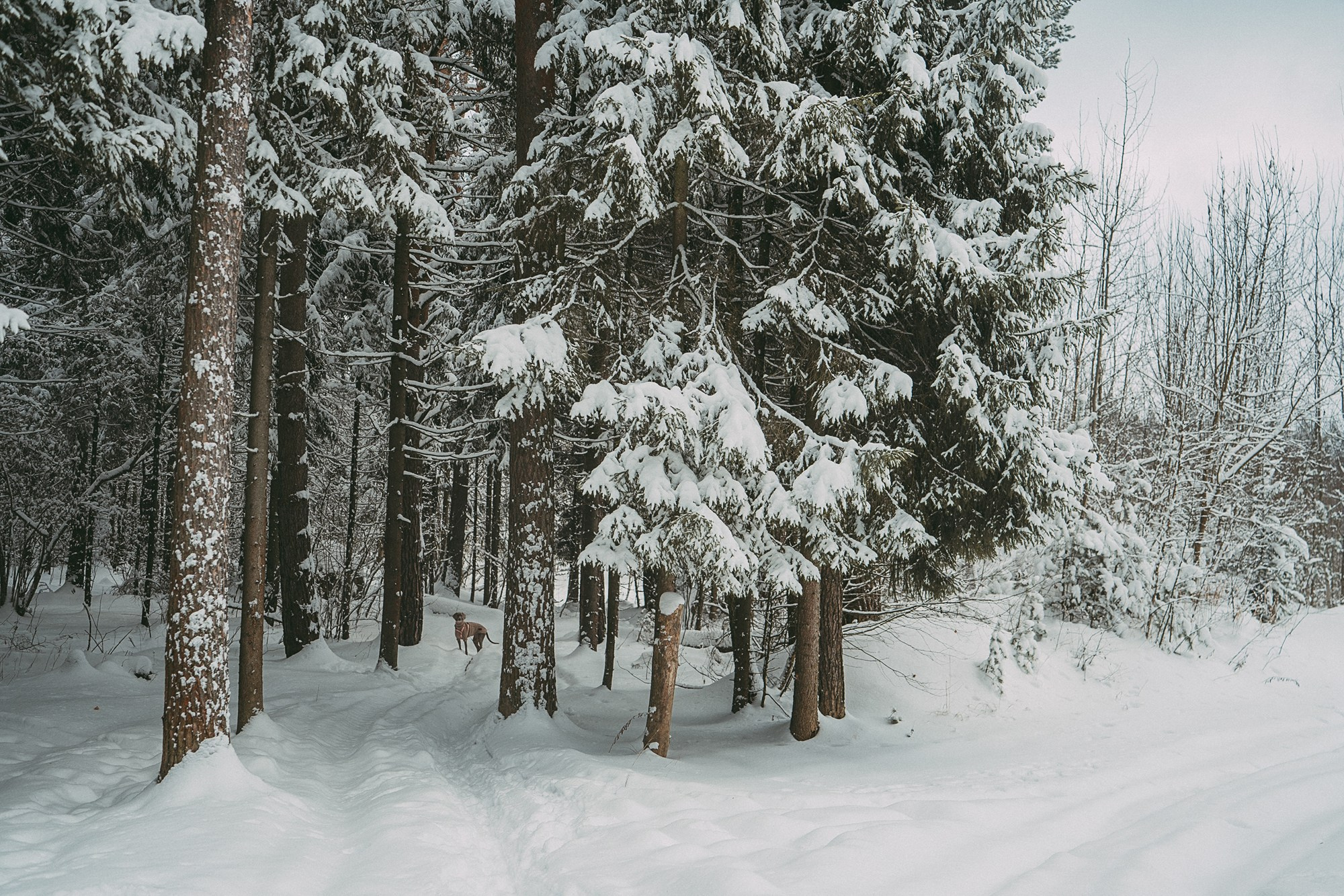 Лена и Фанни. Фотограф анималист в Москве и Санкт-Петербурге Свиридова Анна
