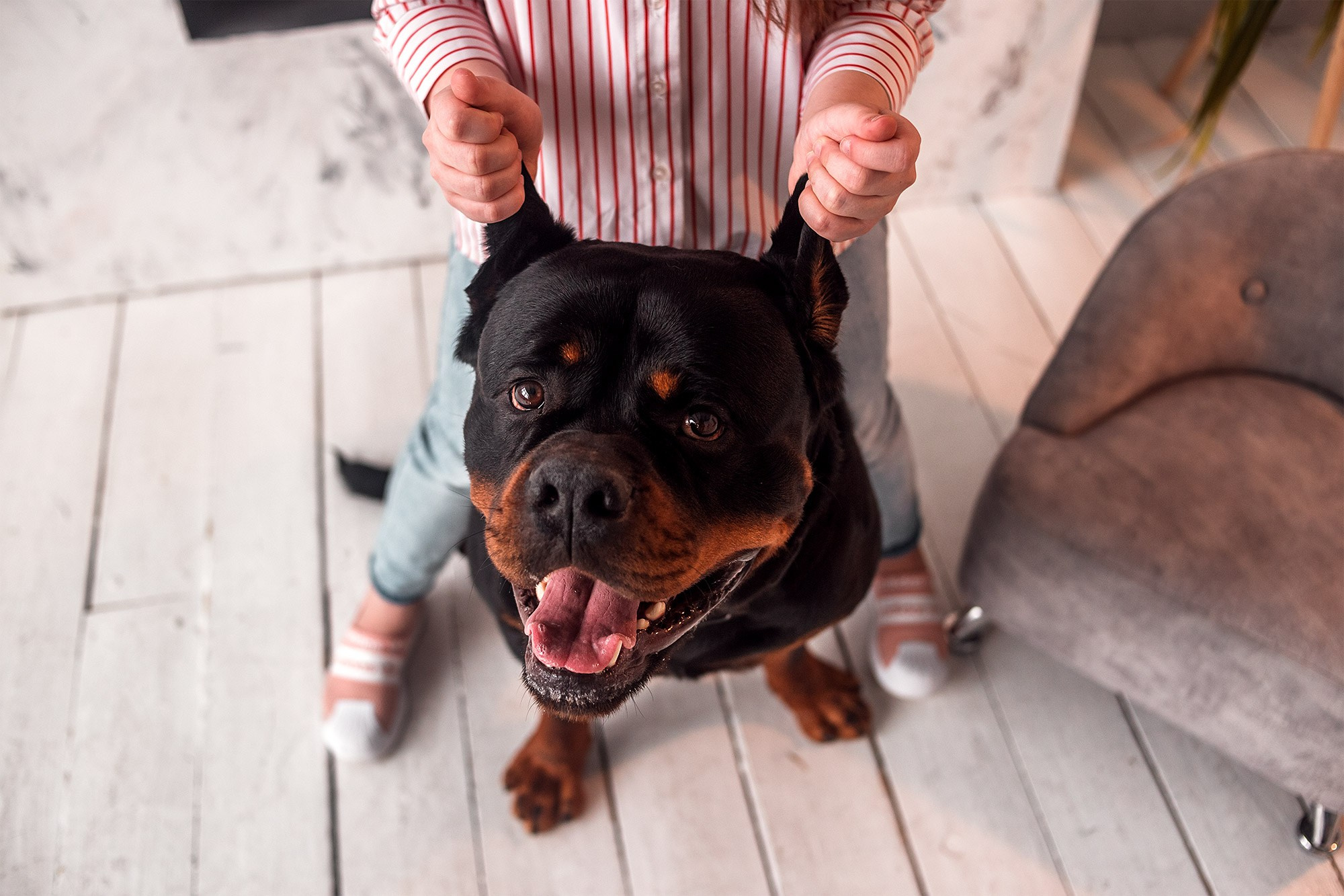 Ротвейлер. Студия. Фотограф анималист Кузнецова Анна Нижний Новгород