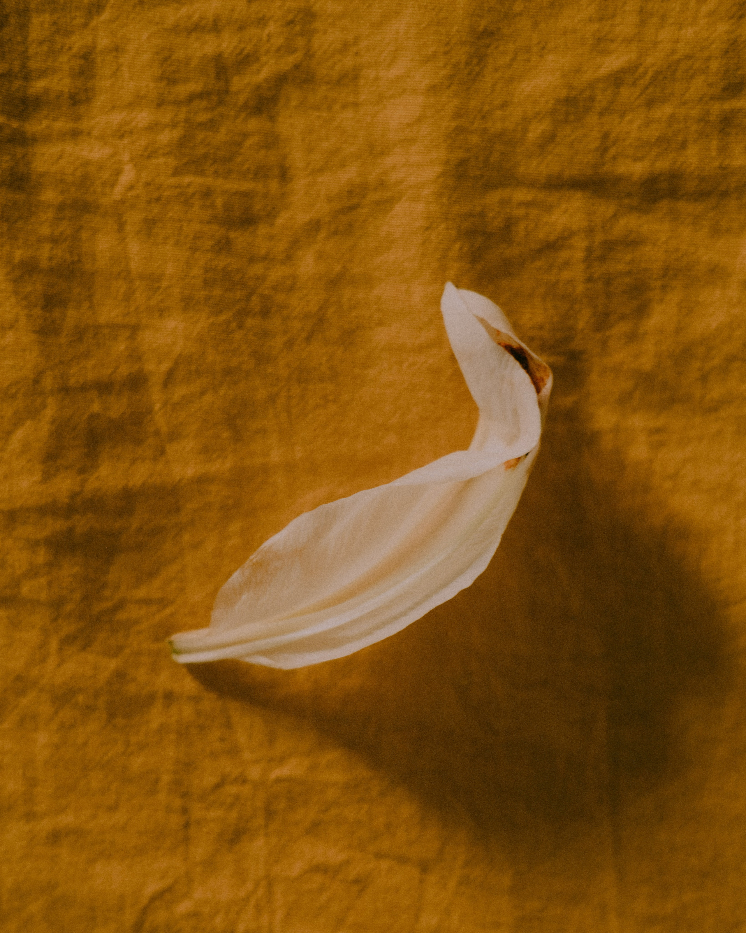 Дневник. Фотограф из Хакасии Элина Кичеева