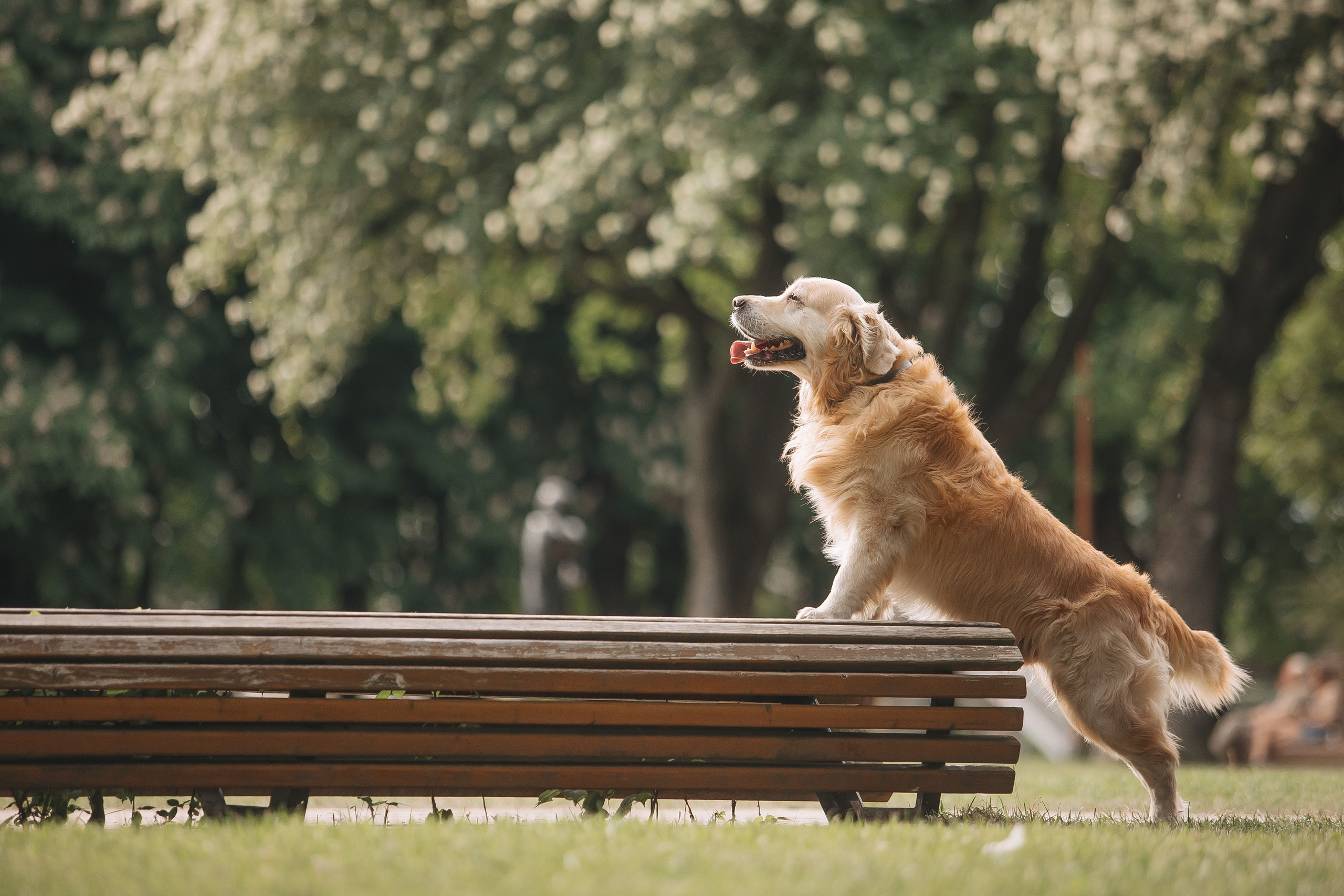 Золотистый ретривер Кант, Калининград. Свадебный и женский фотограф