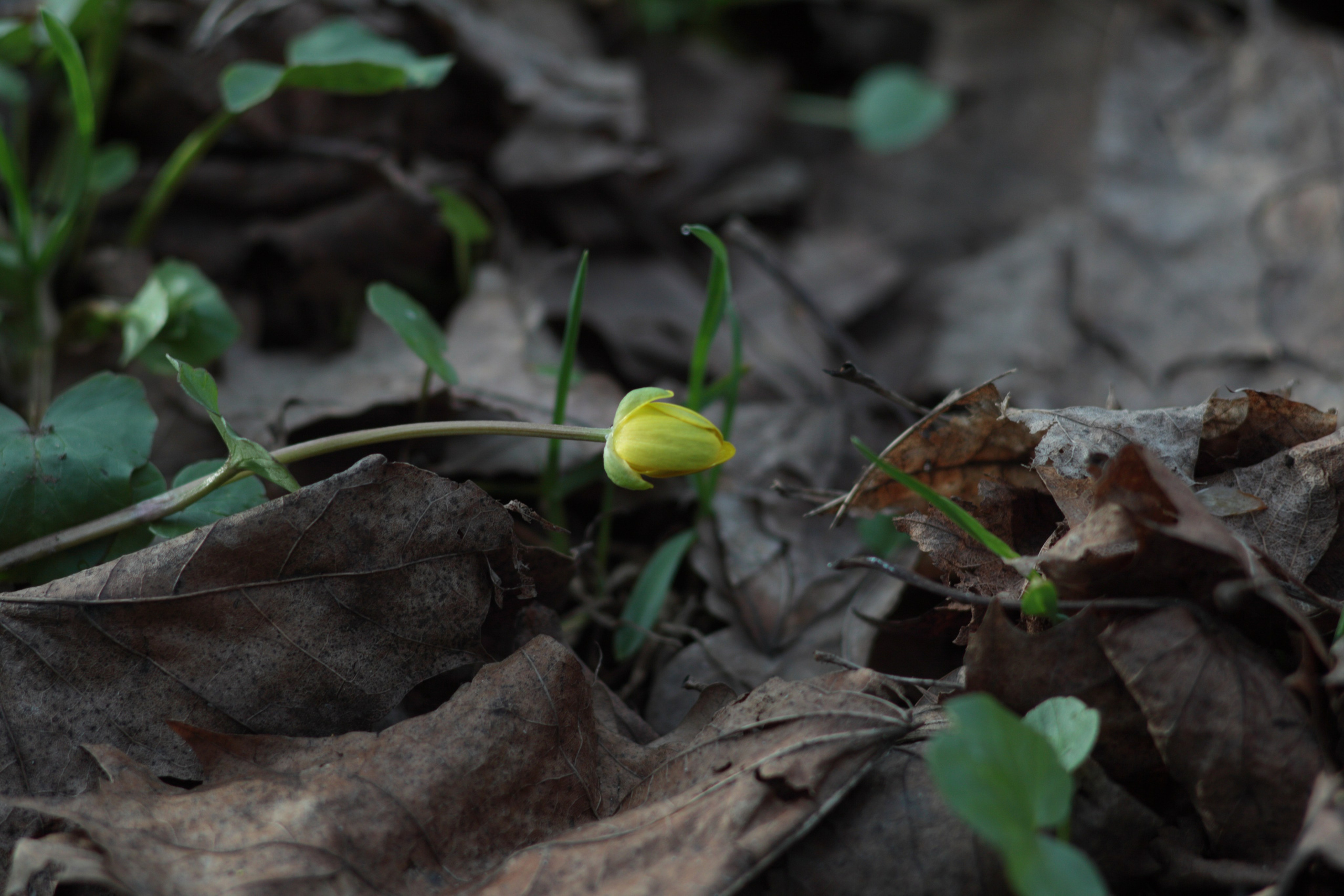 Старое природное, отбирала Katamount (Катерина Горохова). Главная
