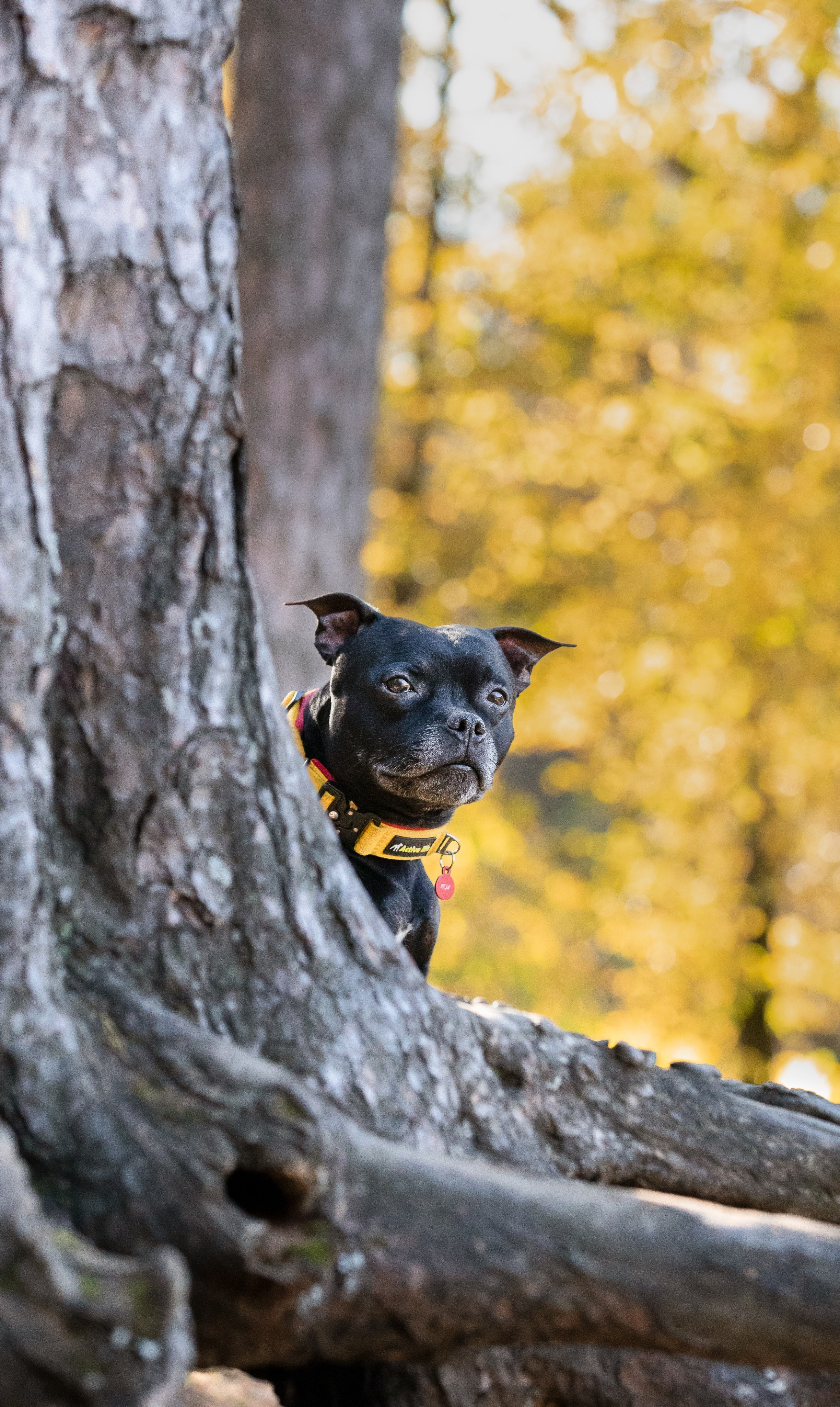 Владимир, Мария и Кох. Фотограф-анималист Смирнова Клеопатра|Москва