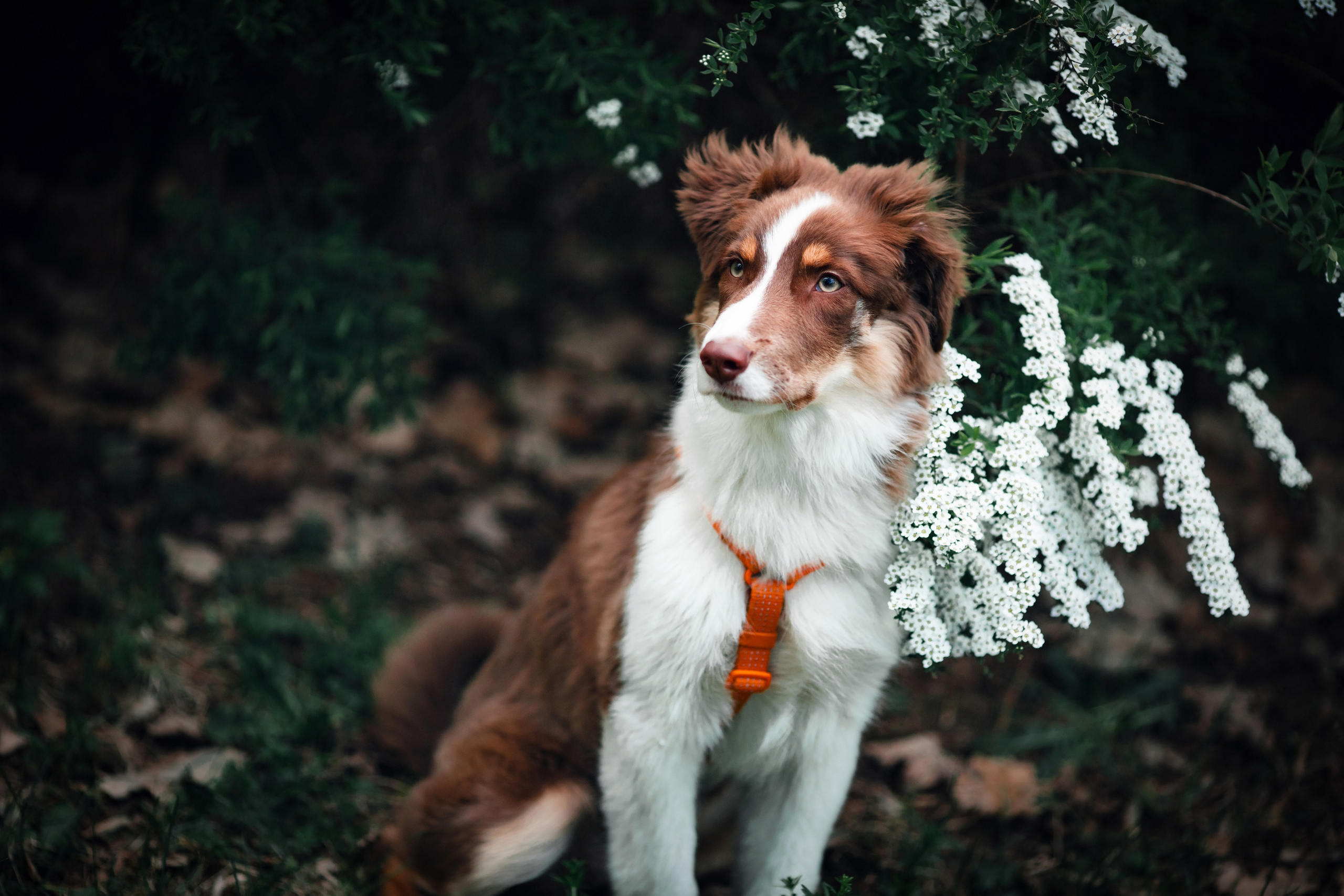 Арья. Художник и Фотограф Тимохина Юлия