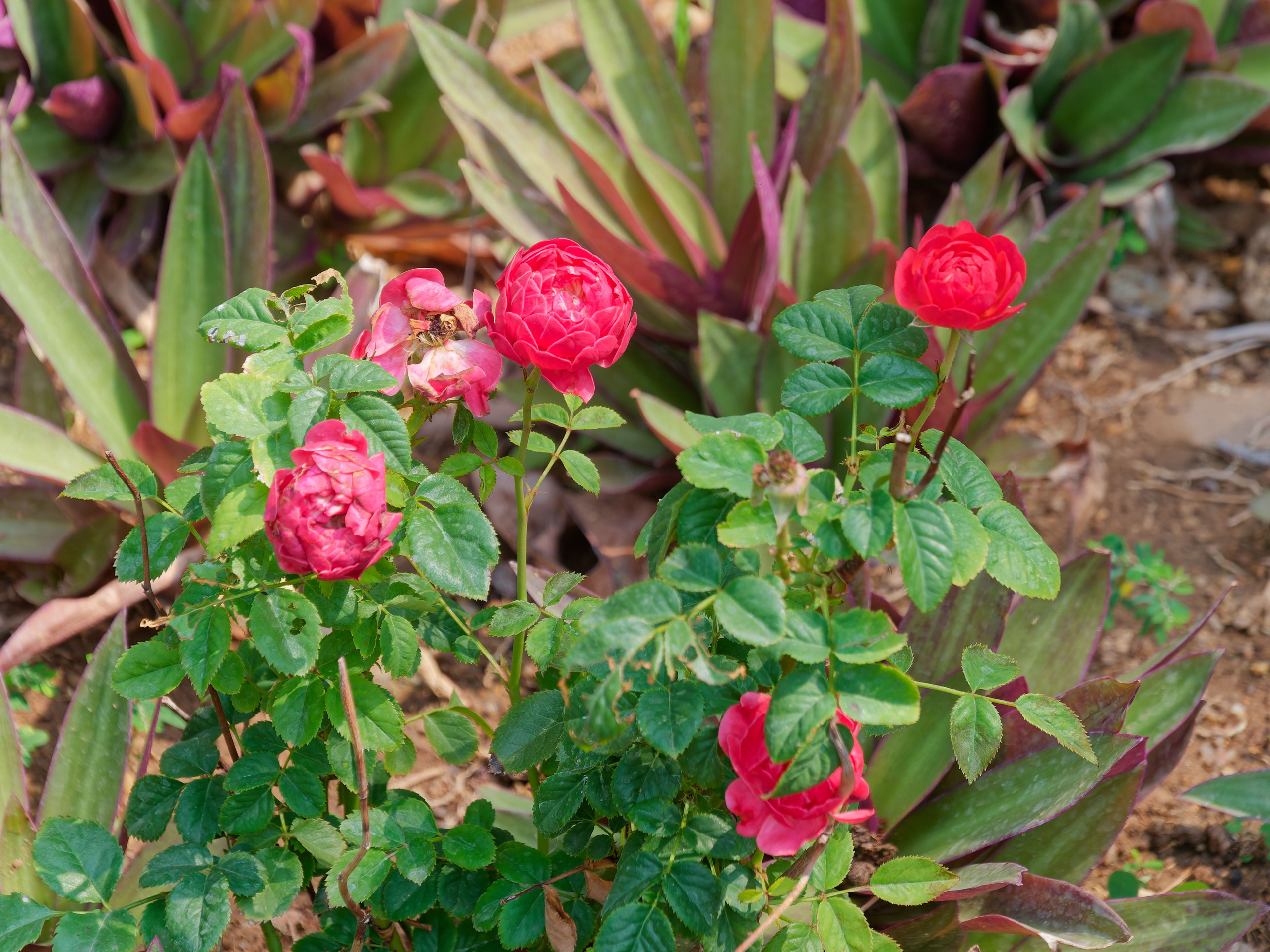 Хайнань 2026, отель «Stony Brook Villa Jianguo Resort Sanya 4*». Фотопрогулки по Миру