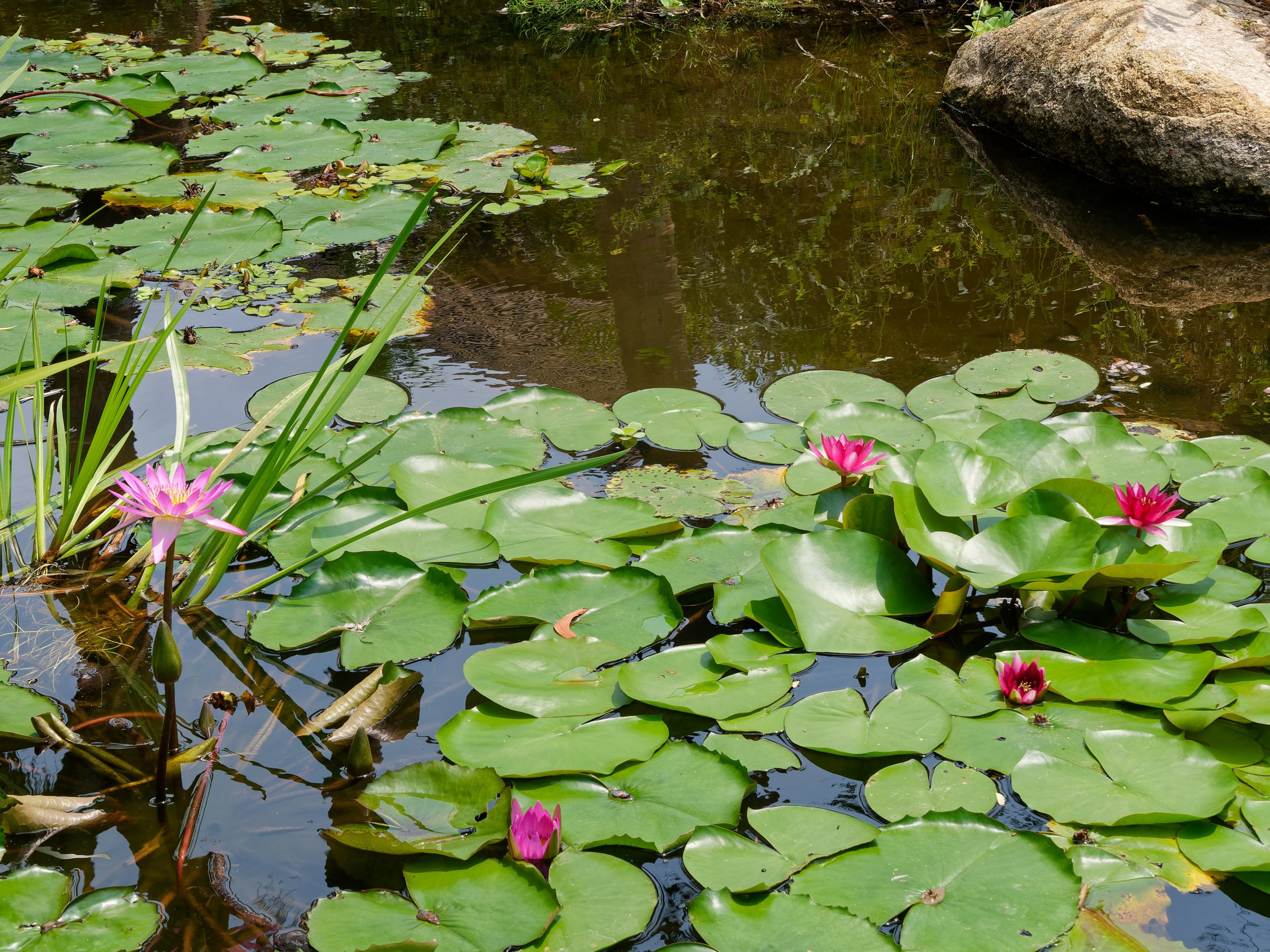 Хайнань 2026, флора, цветы и деревья. Фотопрогулки по Миру