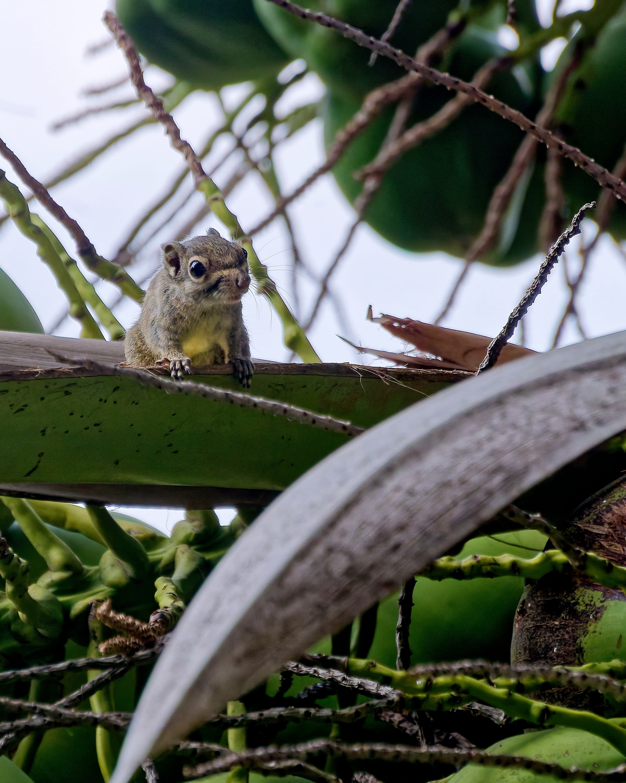 Хайнань 2026, белки. Фотопрогулки по Миру