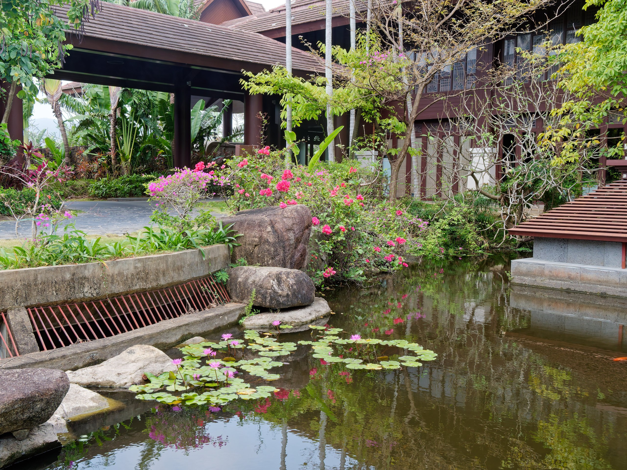 Хайнань 2026, флора, цветы и деревья. Фотопрогулки по Миру