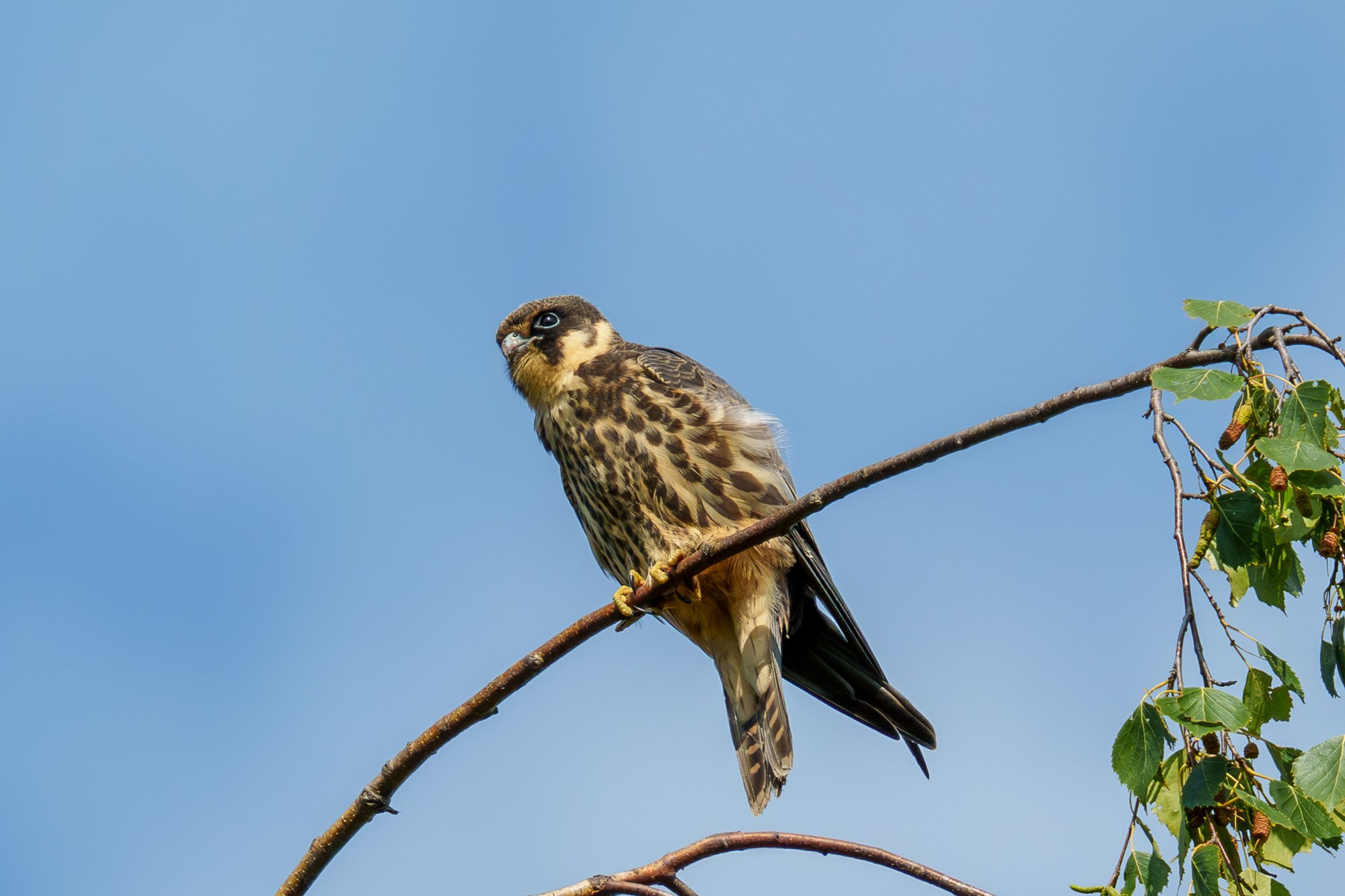 Удивительные мир птиц. Вокруг нас столько прекрасного — присмотритесь!. Ваш личный фотограф Марина Волкова