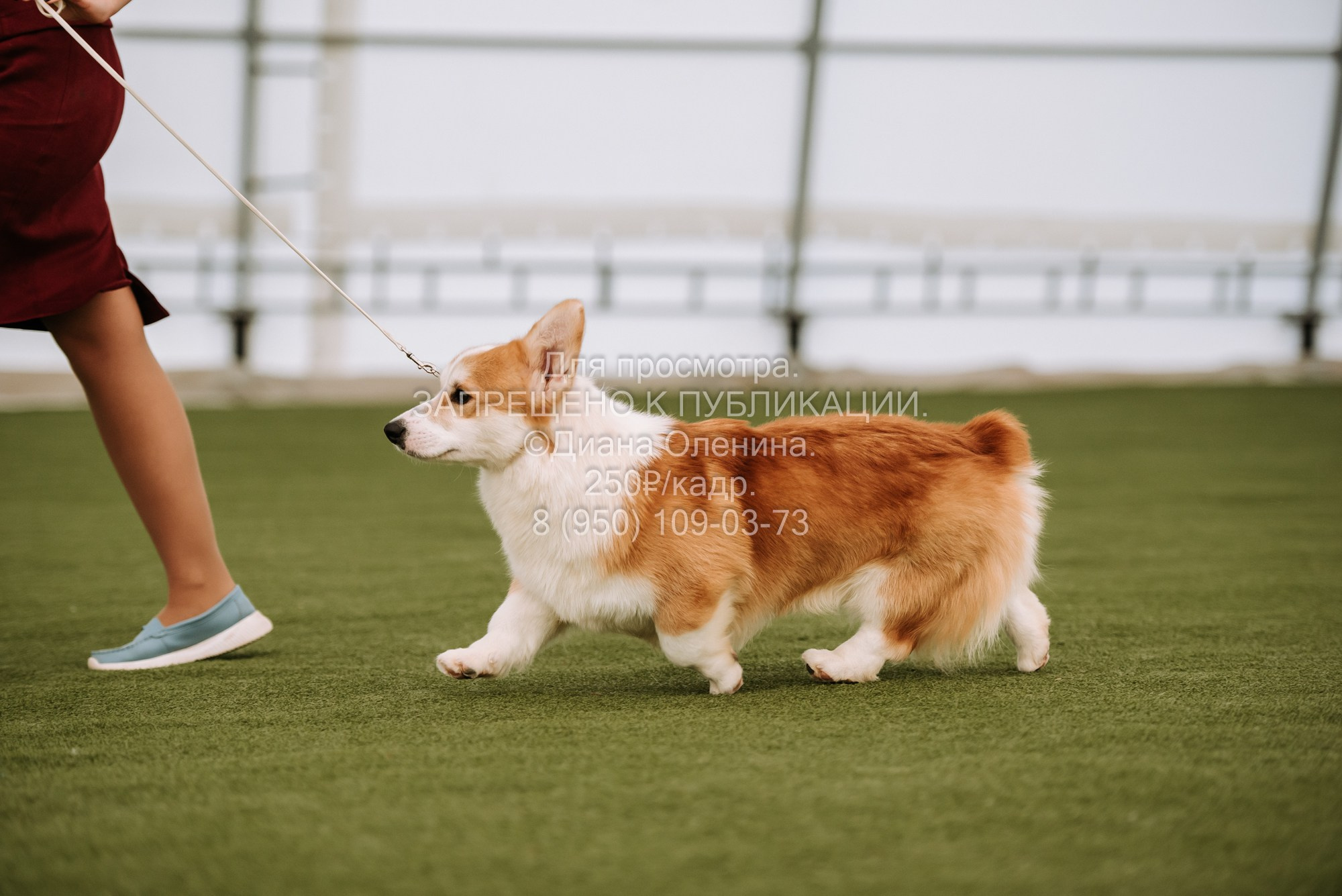 Выставка собак Красноярск 2.06. Фотограф Диана Оленина Красноярск / Братск