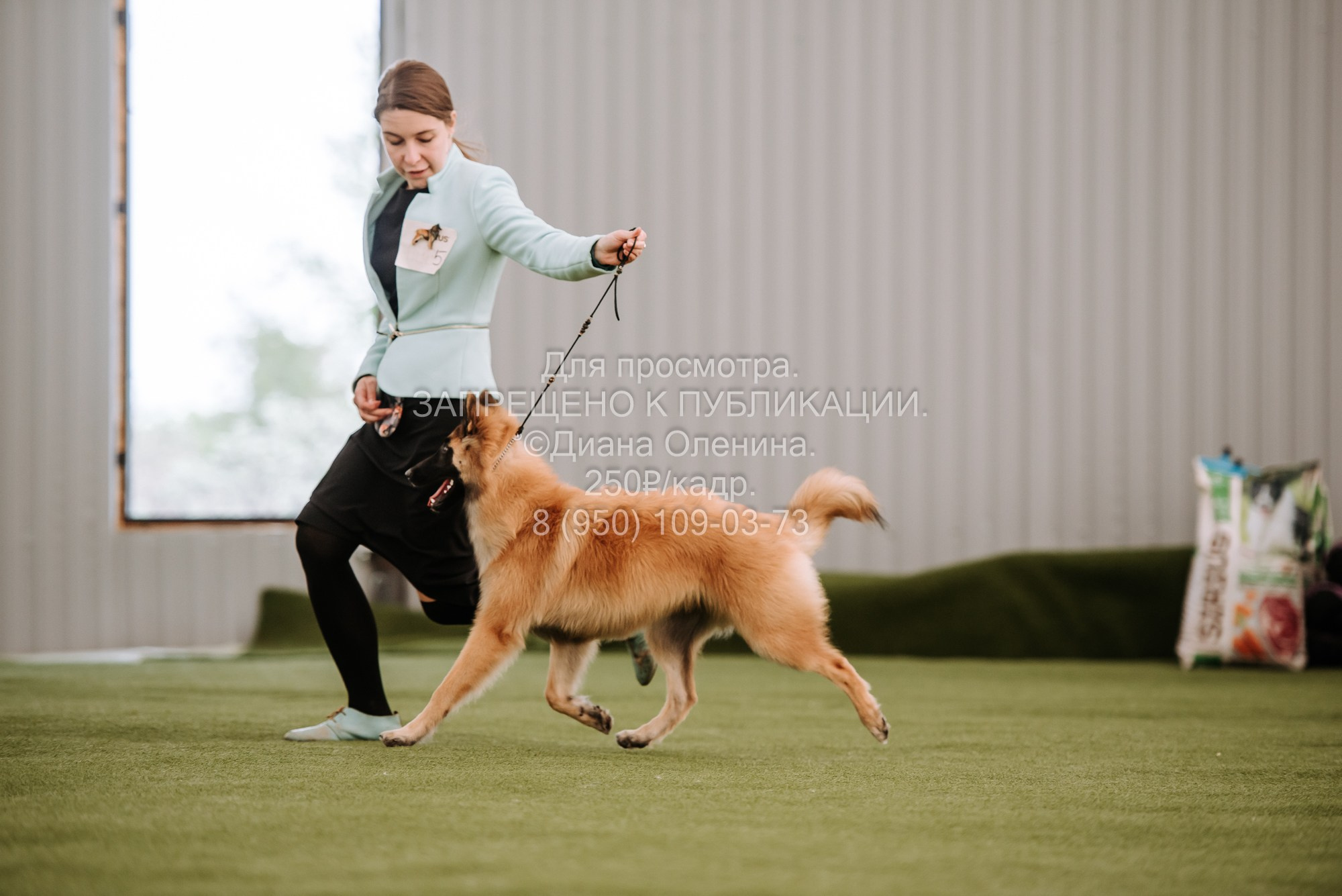 Выставка собак Красноярск 2.06. Фотограф Диана Оленина Красноярск / Братск