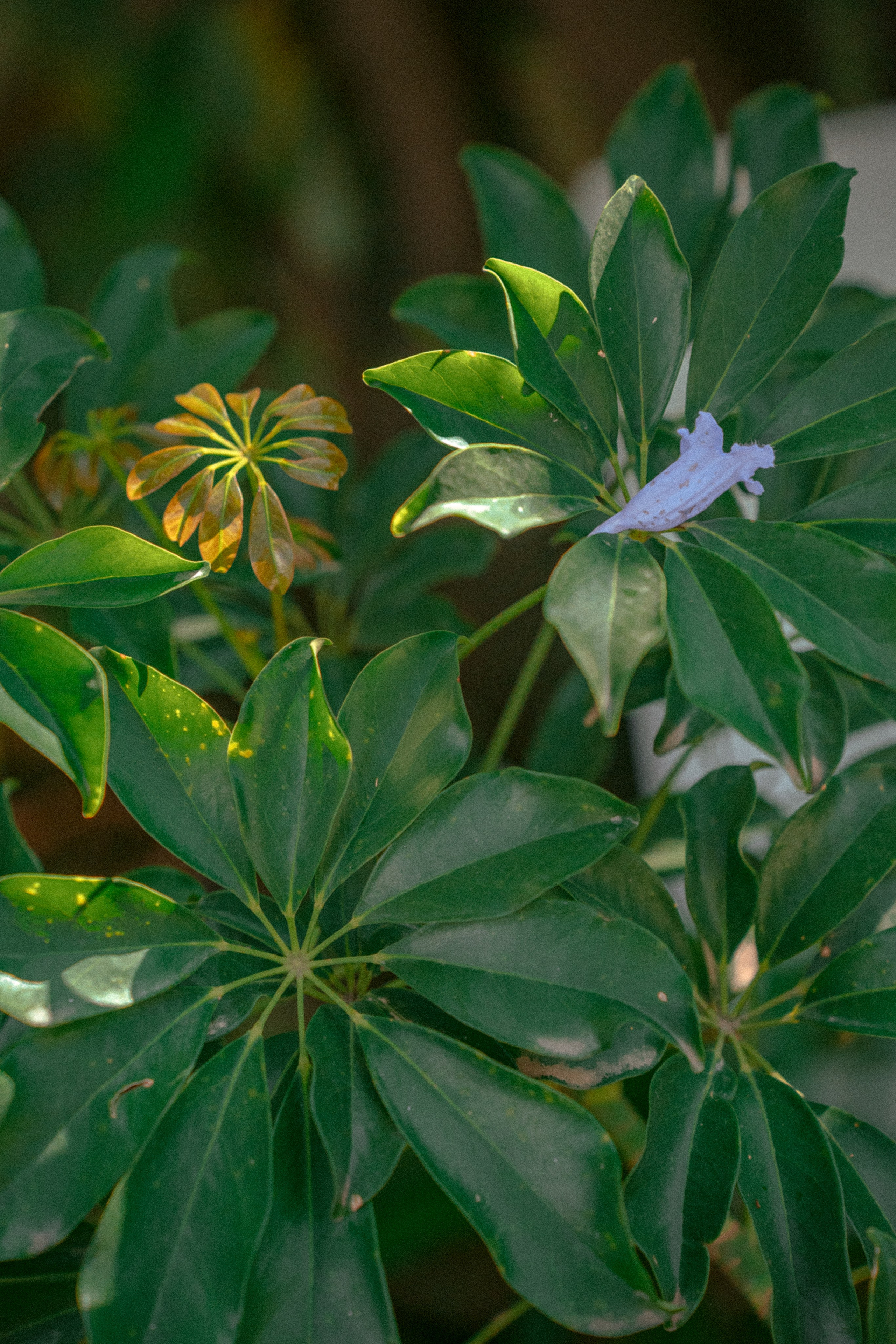 Плато жизни: Эфиопское нагорье. Юля Дэй • Фотограф, Санкт-Петербург