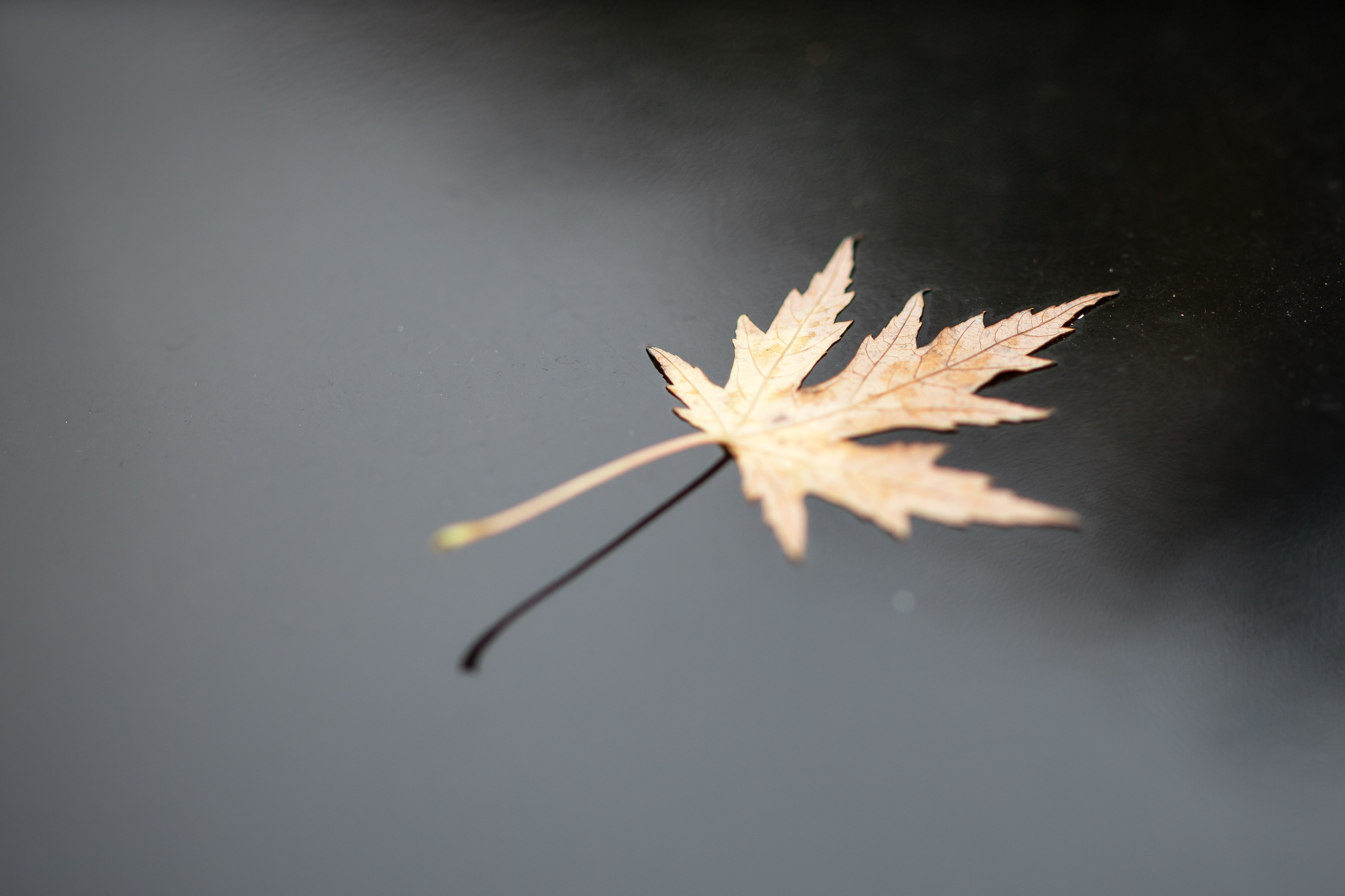 Алексей и Анастасия. Фотограф FOTOBANKA