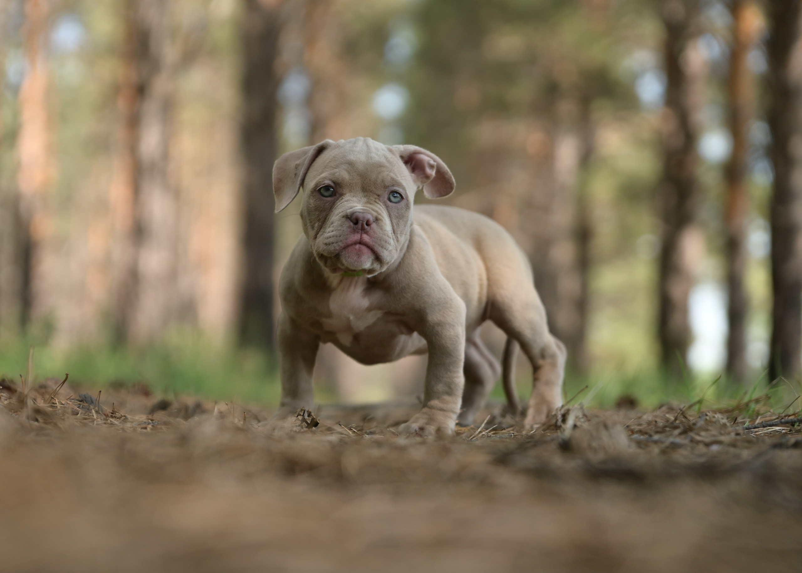 Свободные щенки Американский Булли в Иркутске. Питомник собак Иркутск