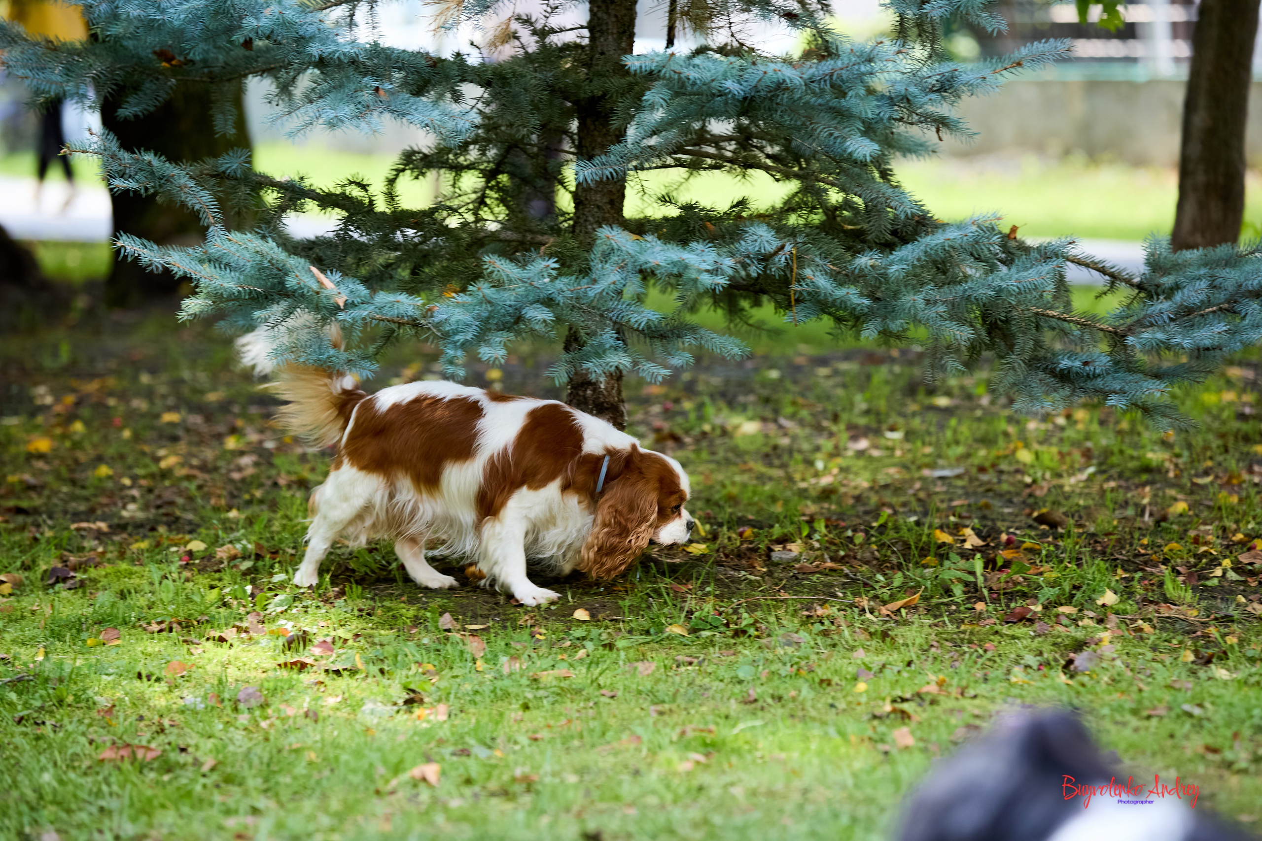 Фотопрогулка с кавалерами. Buyvolenko Andrey