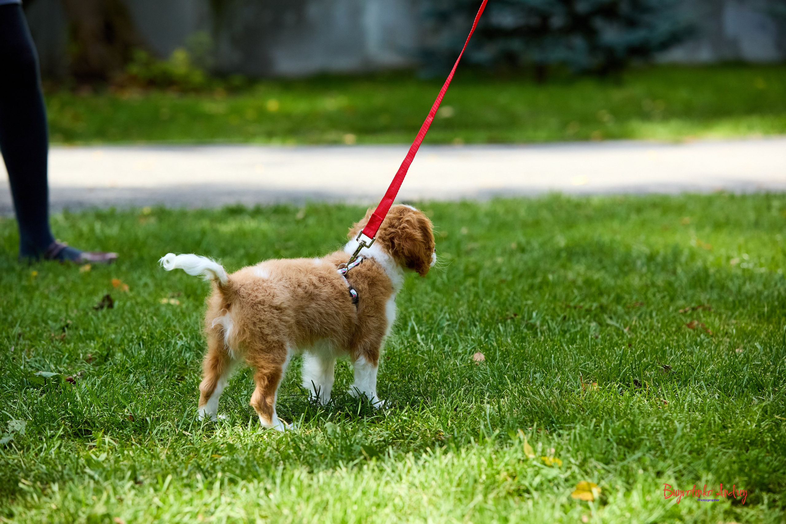 Фотопрогулка с кавалерами. Buyvolenko Andrey