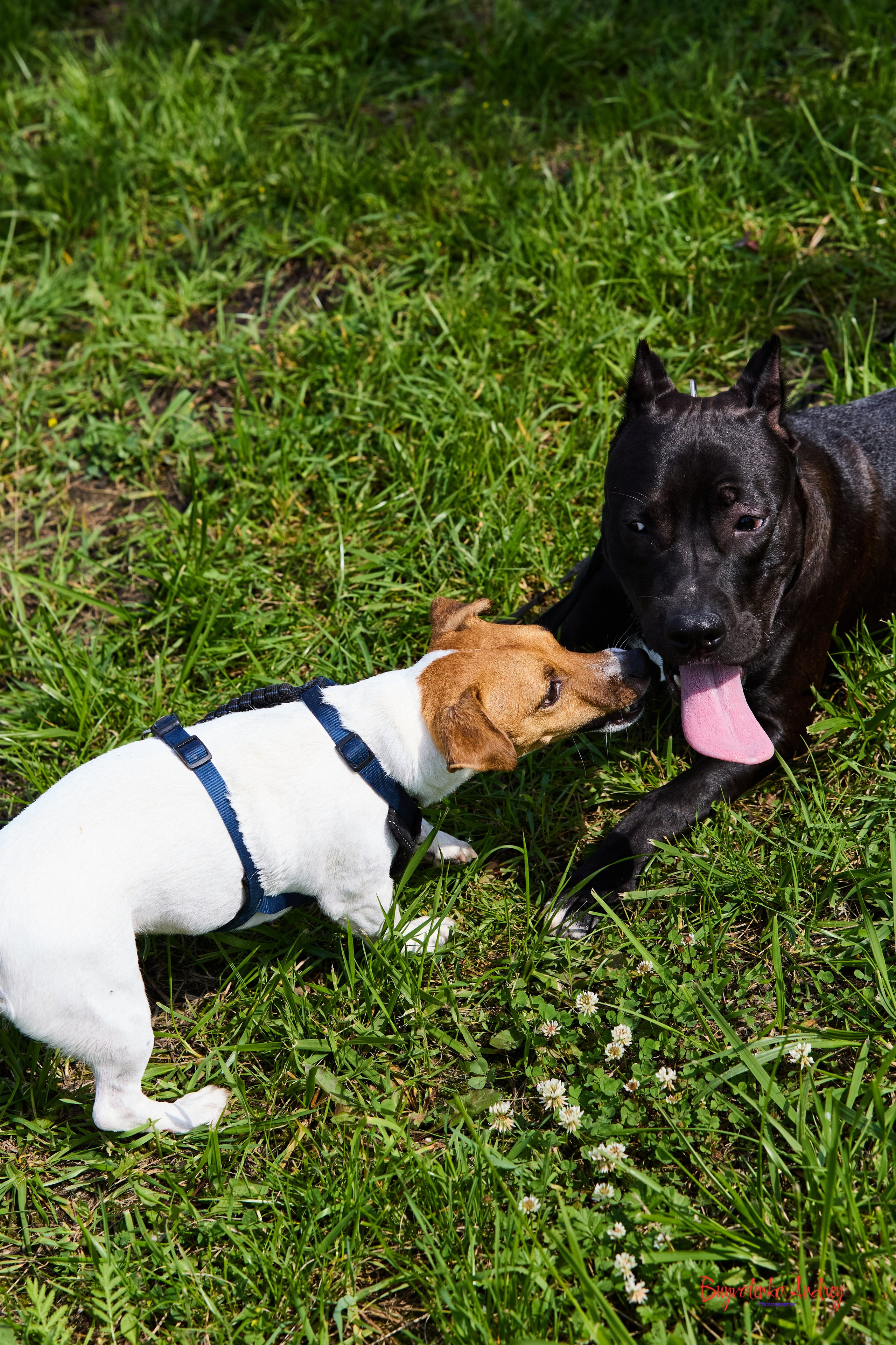 Проект фотопрогулка с хвостиком. Buyvolenko Andrey