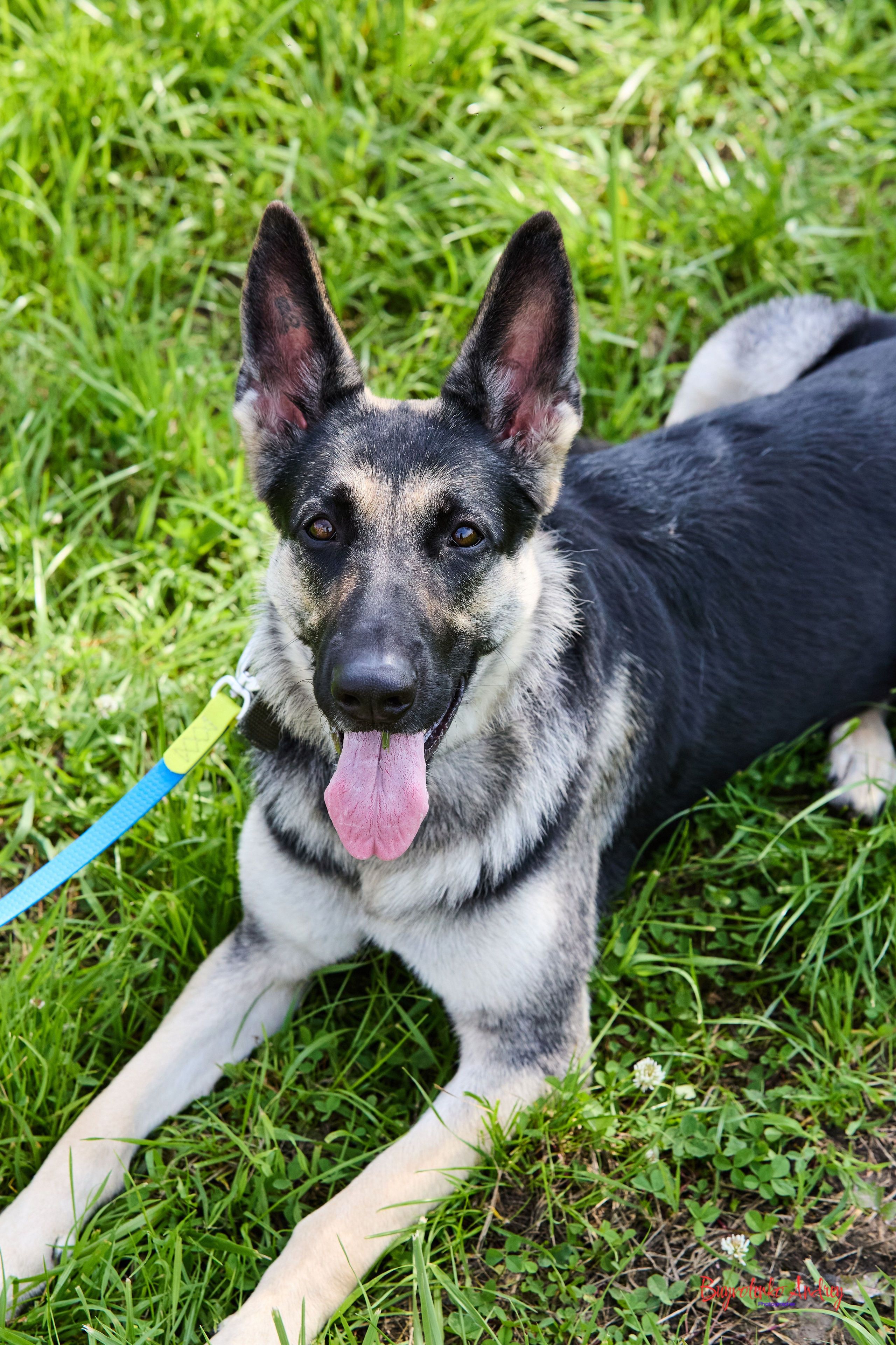 Проект фотопрогулка с хвостиком. Buyvolenko Andrey