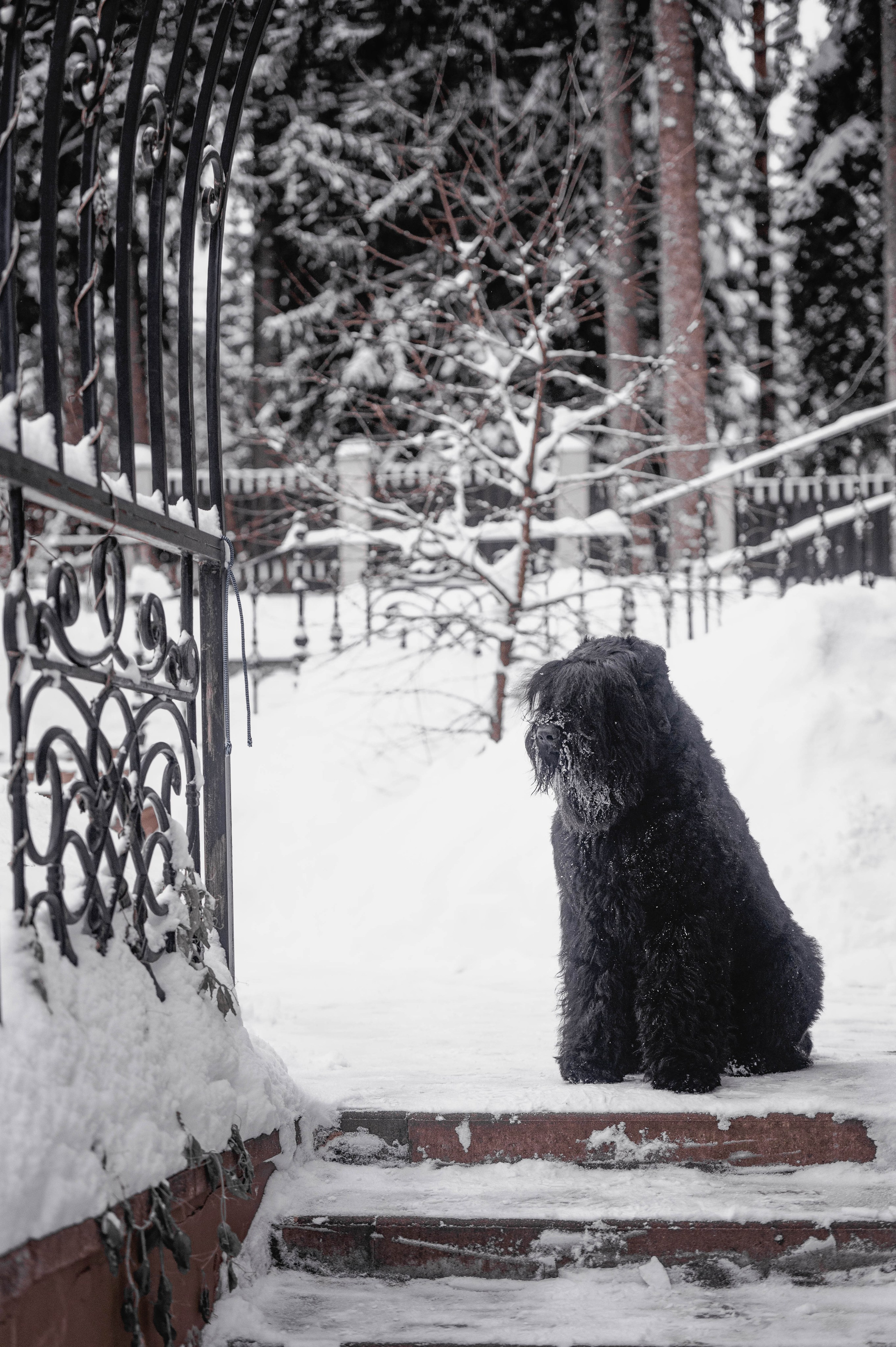 Клео. Фотограф-анималист