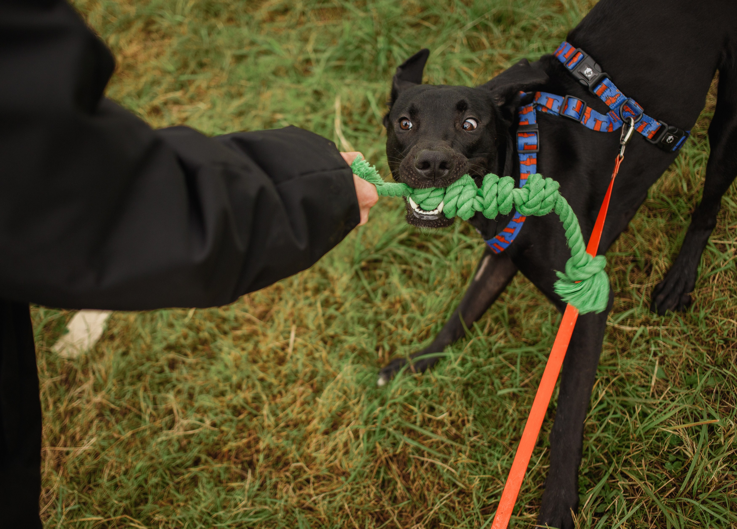 Отис ищет дом. Портретный фотограф в Санкт-Петербурге Катя Протасевич