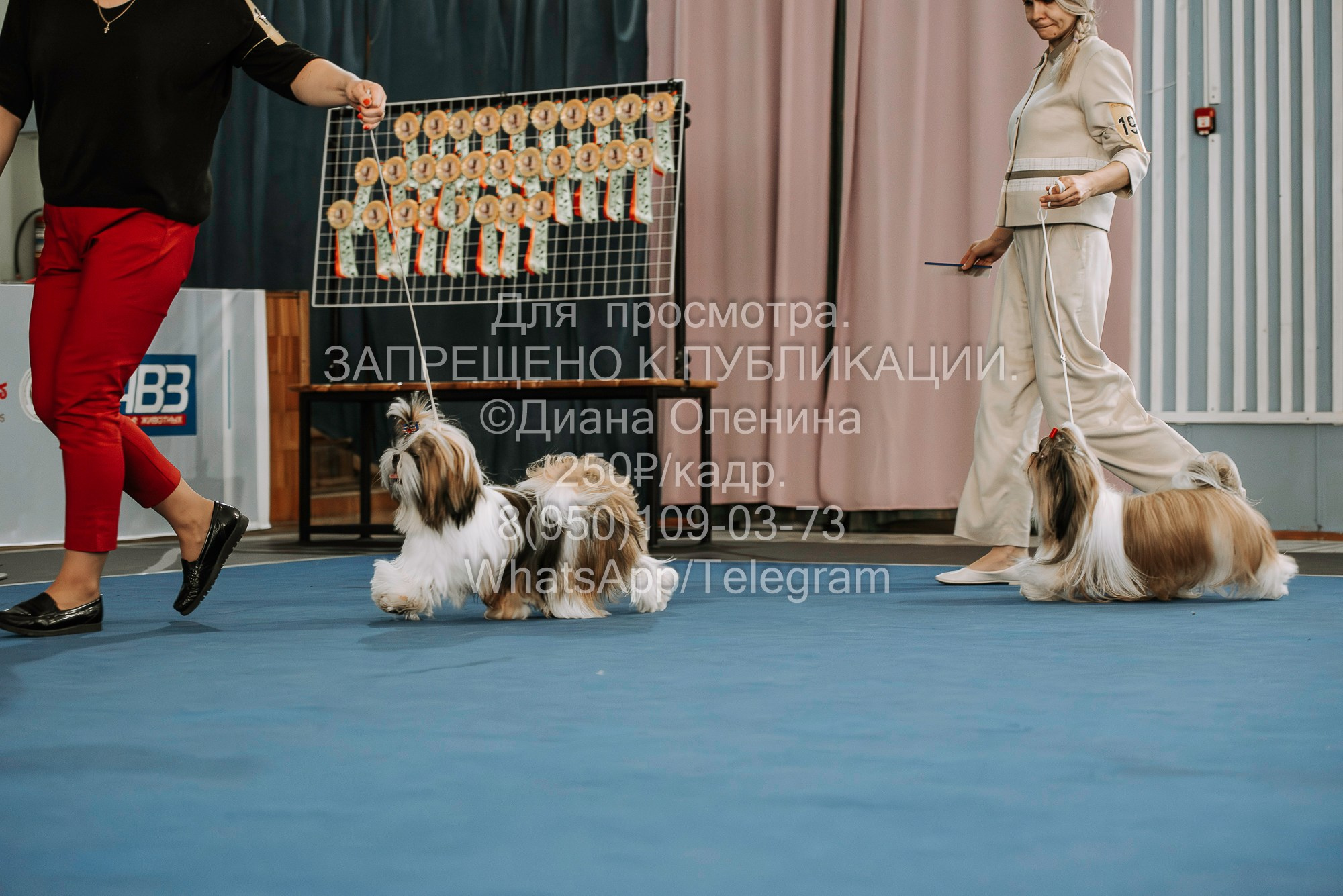 Выставка собак Красноярск 29.10.2023. Фотограф Диана Оленина Красноярск / Братск