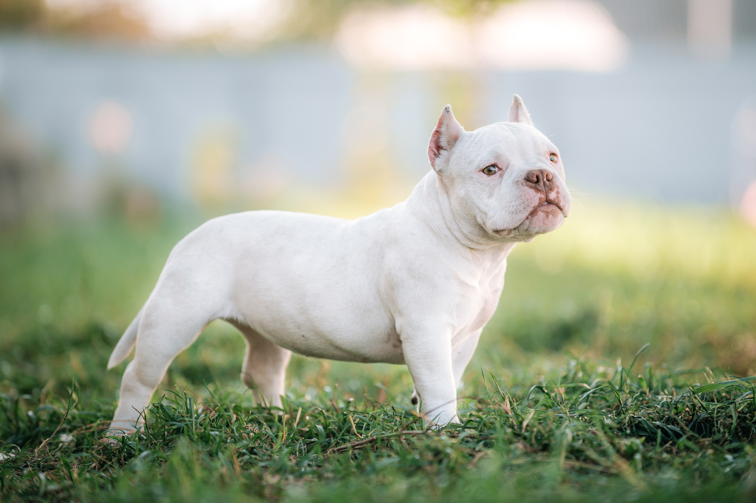 Американский булли щенки. Главная