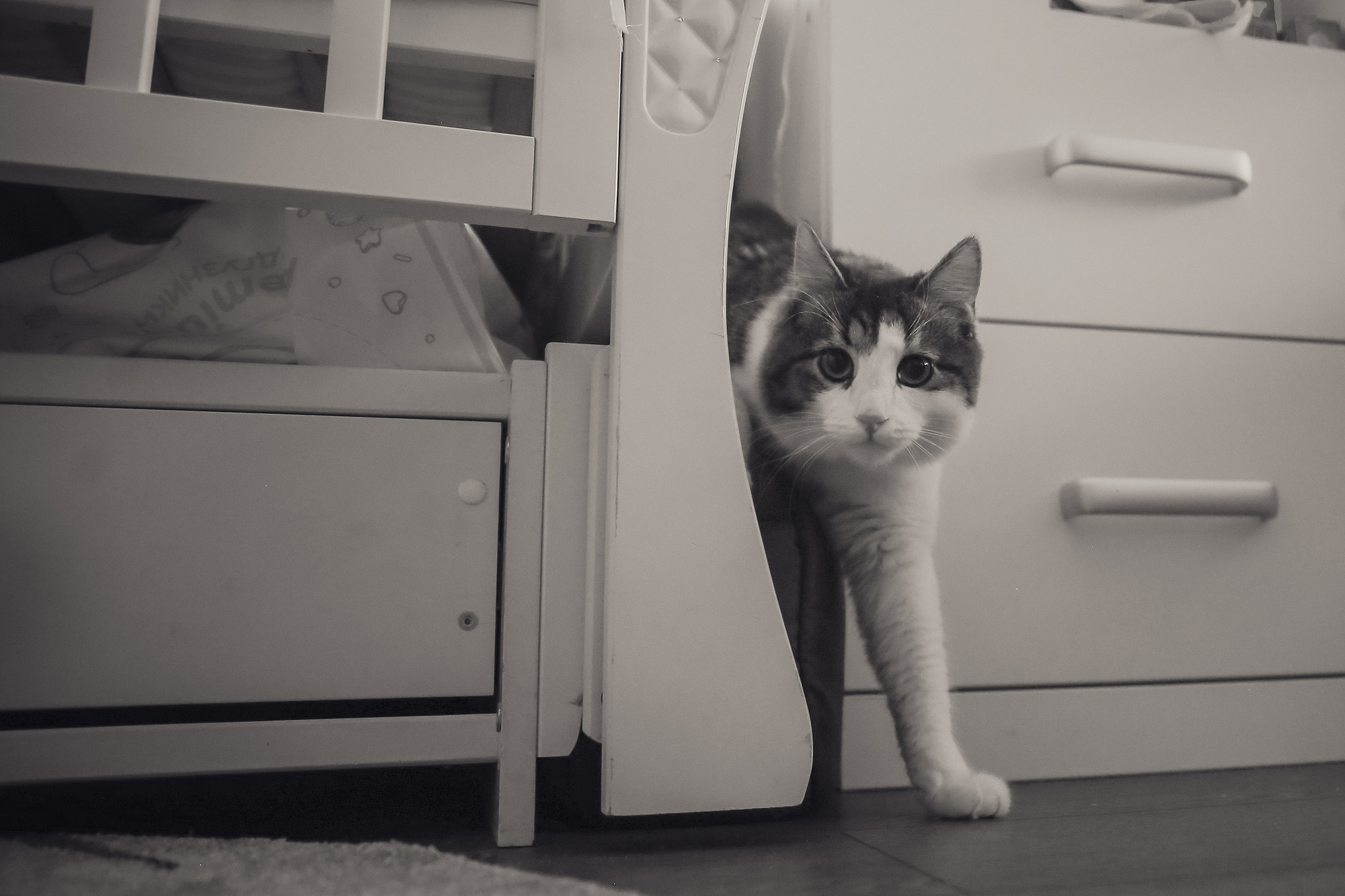 Дома у Алисы и Кота. Антонина Морозова, профессиональный семейный фотограф видеограф