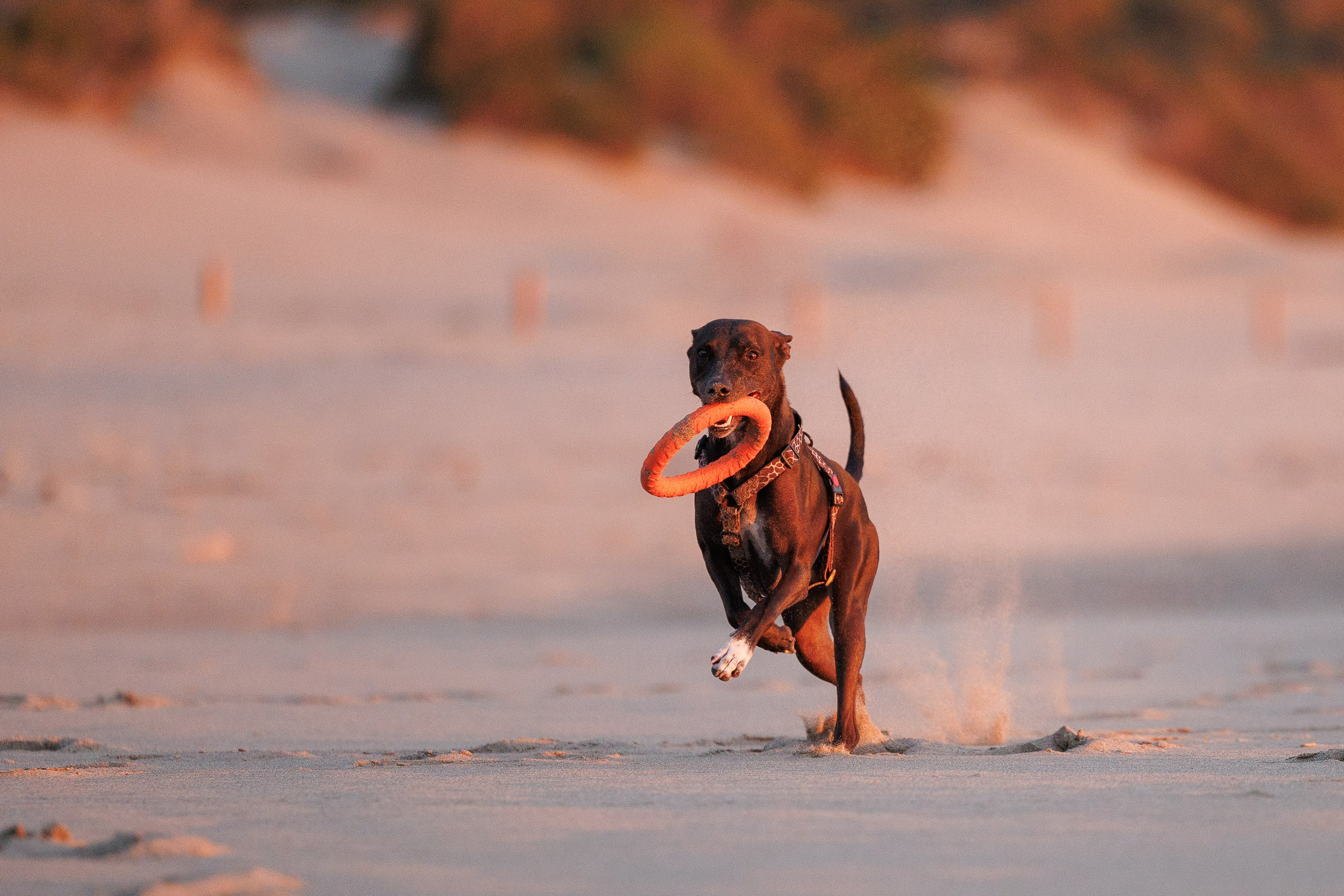 Финик. Фотограф анималист в Казани Алина Сулейманова. Фотограф животных