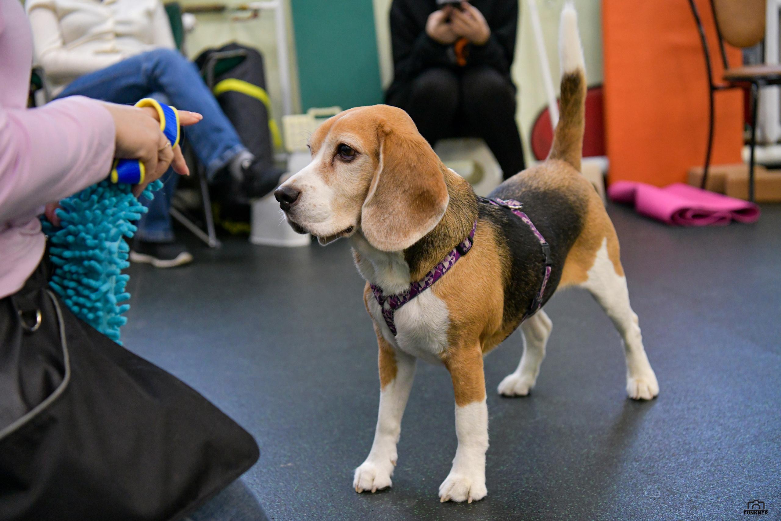 Кинологический клуб «Бодрый хвост». Свой взгляд через объектив