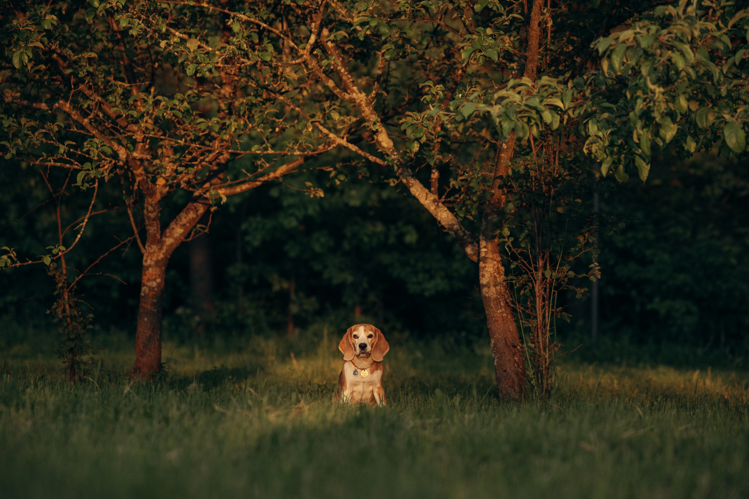 Кристина и Нора. На закате дня. Фотограф анималист в Казани Алина Сулейманова. Фотограф животных