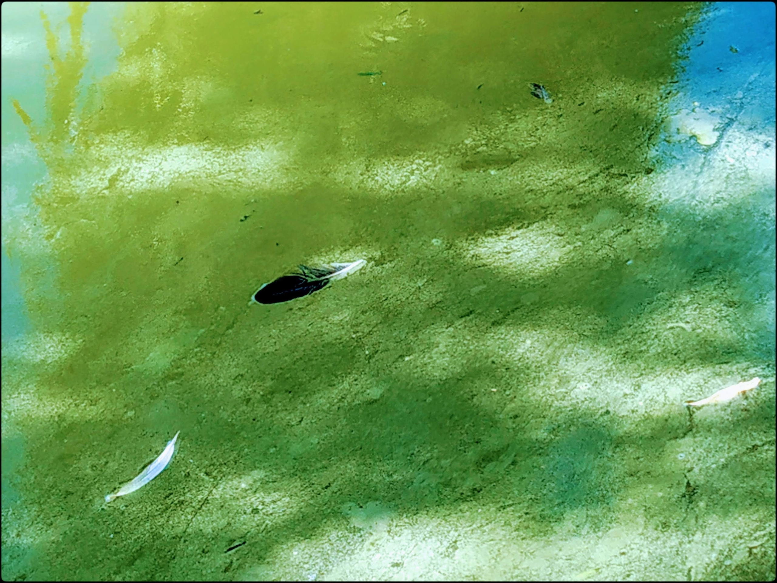 Malamoonki. Катерина Малама арт-фотограф