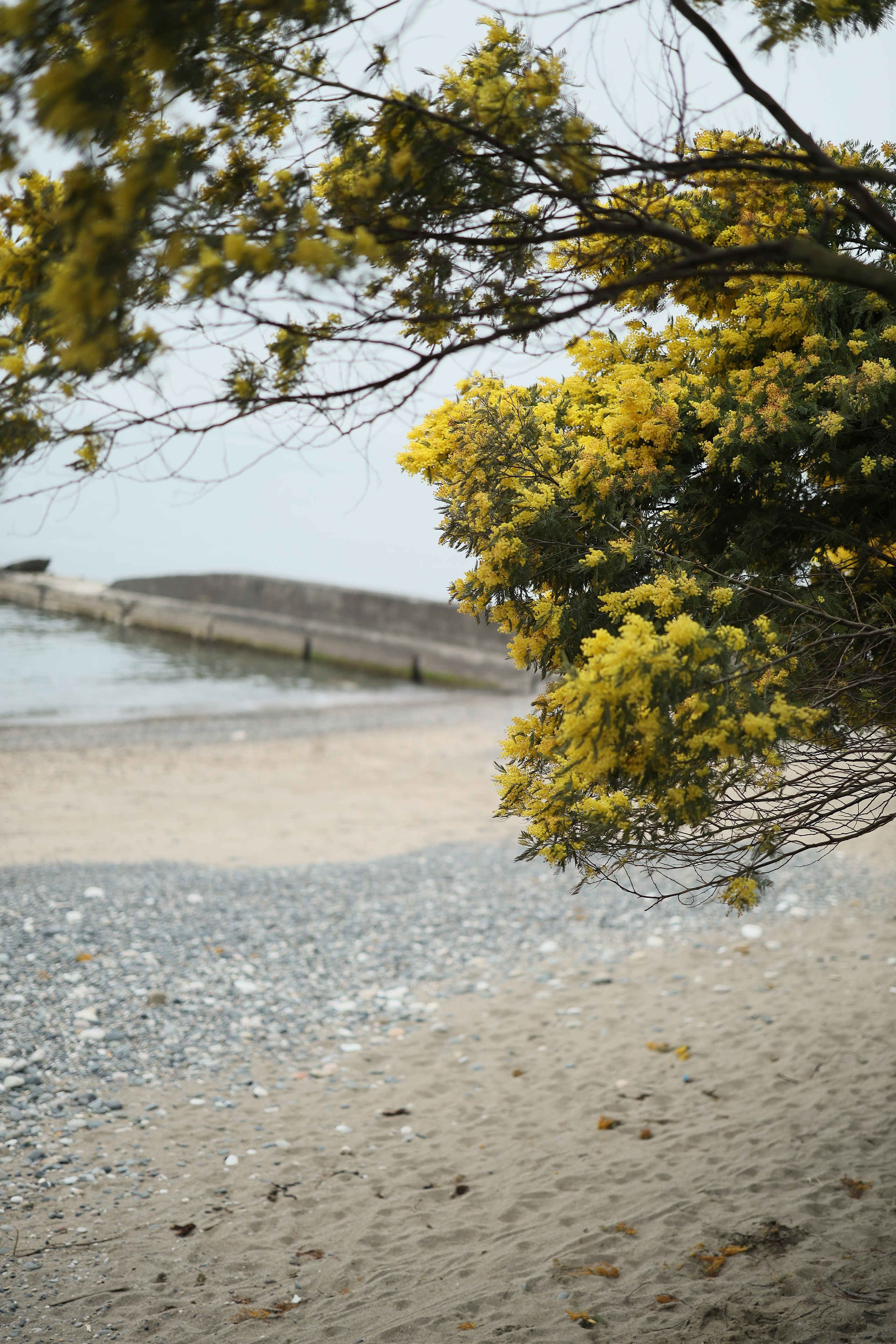 Фотосессия с мимозой на море для Юлии. Свадебный и семейный фотограф в Абхазии Жанна Соснина