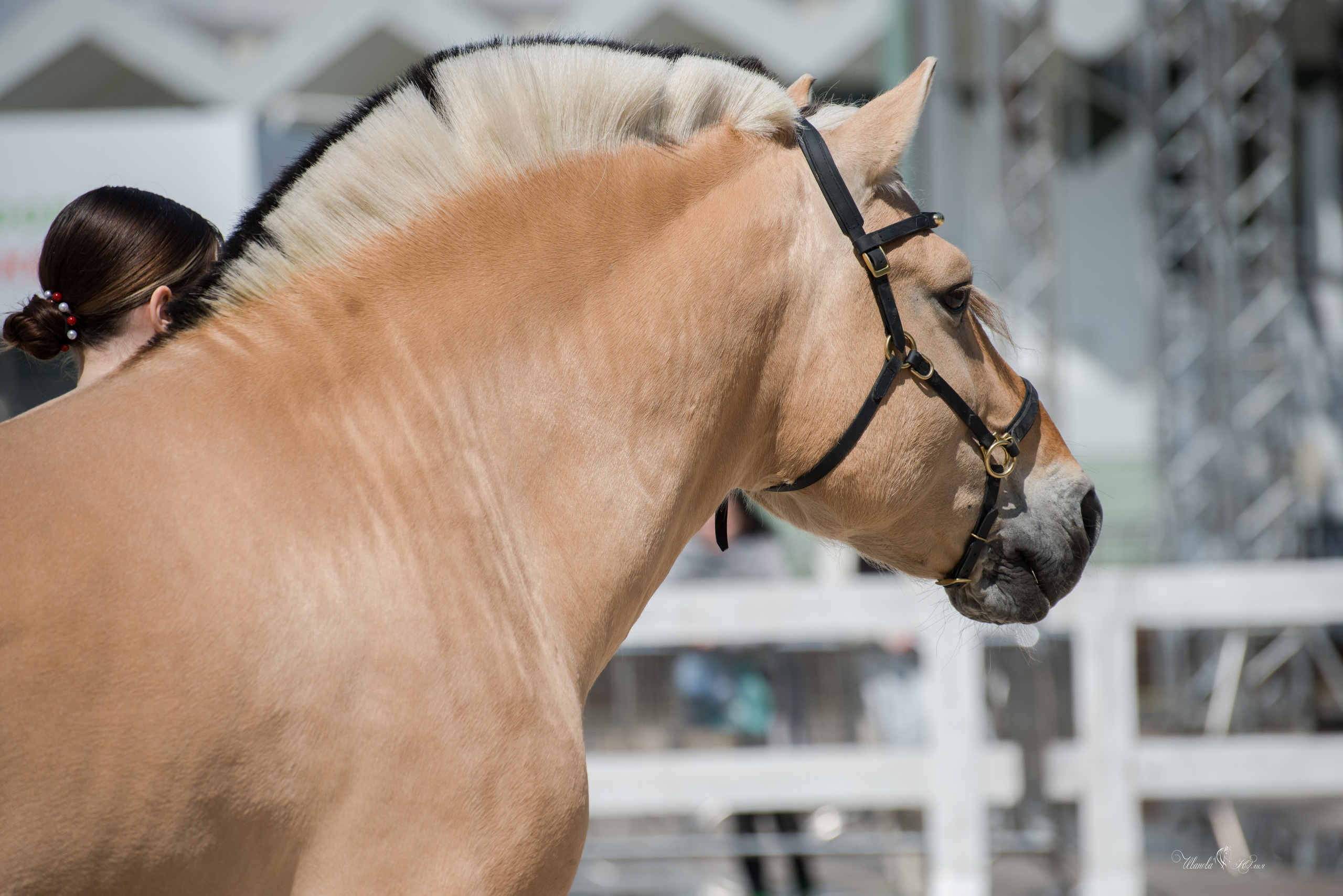 Эквирос, Москва. Конный фотограф в Саратове Юлия Иванова
