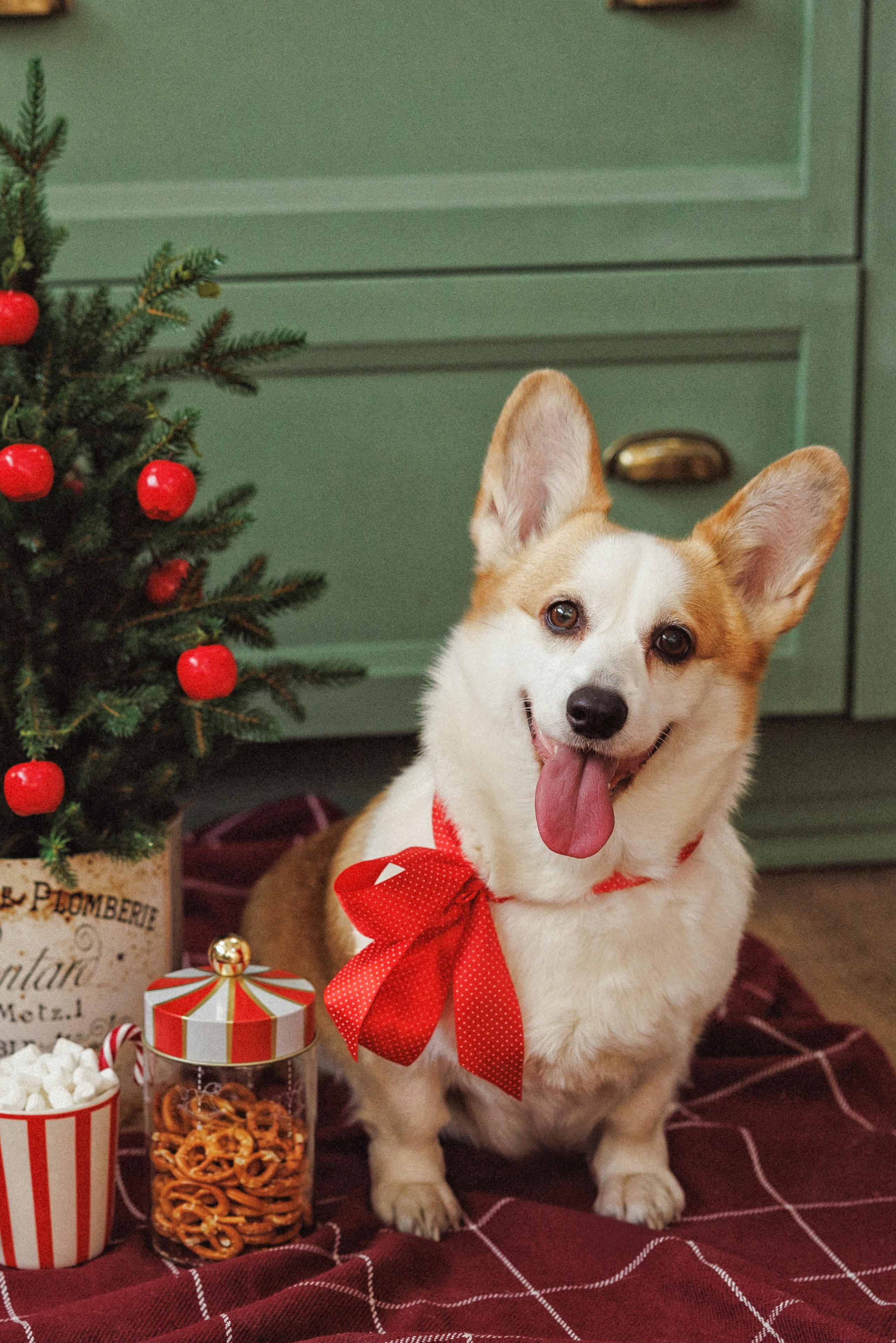 Новогодняя фотосессия с собачками породы Корги, город Краснодар. Семейный и детский фотограф в Краснодаре Анна Трашкова