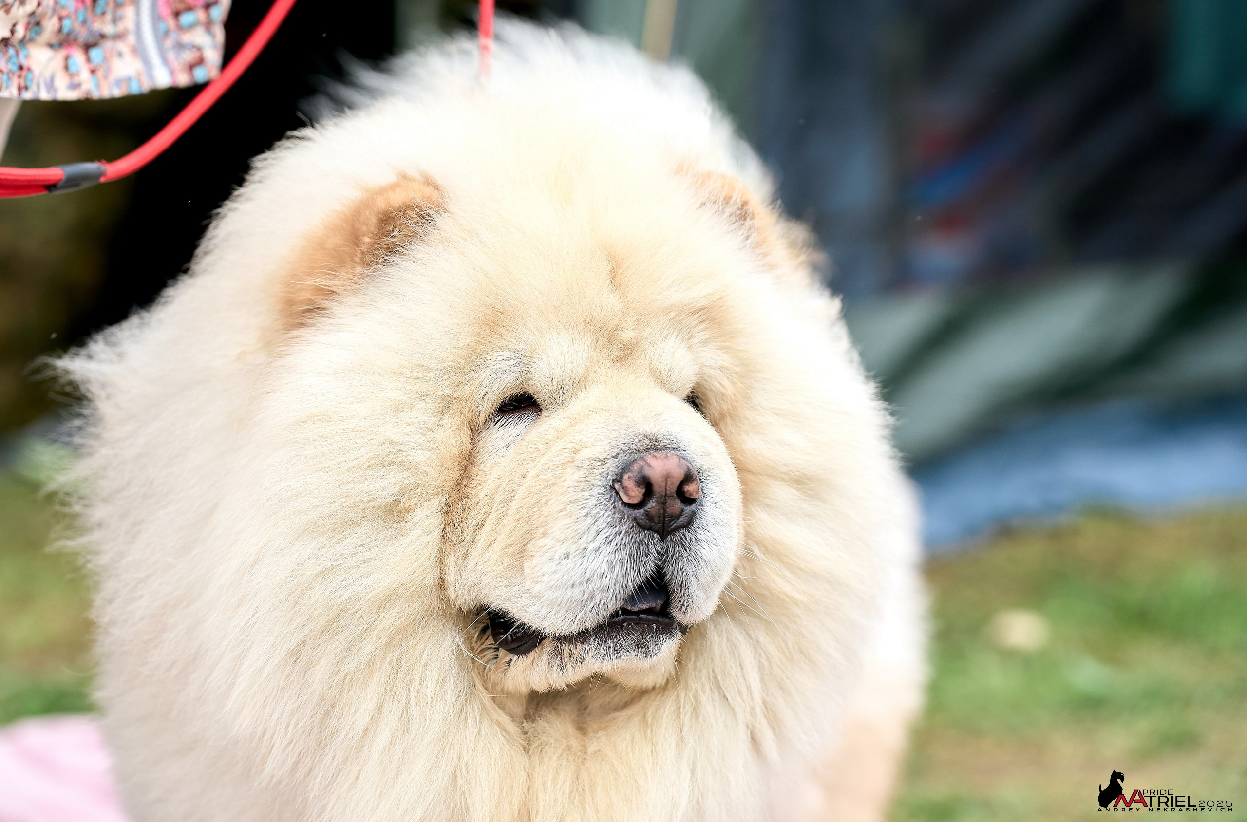 Репортаж с выставки собак