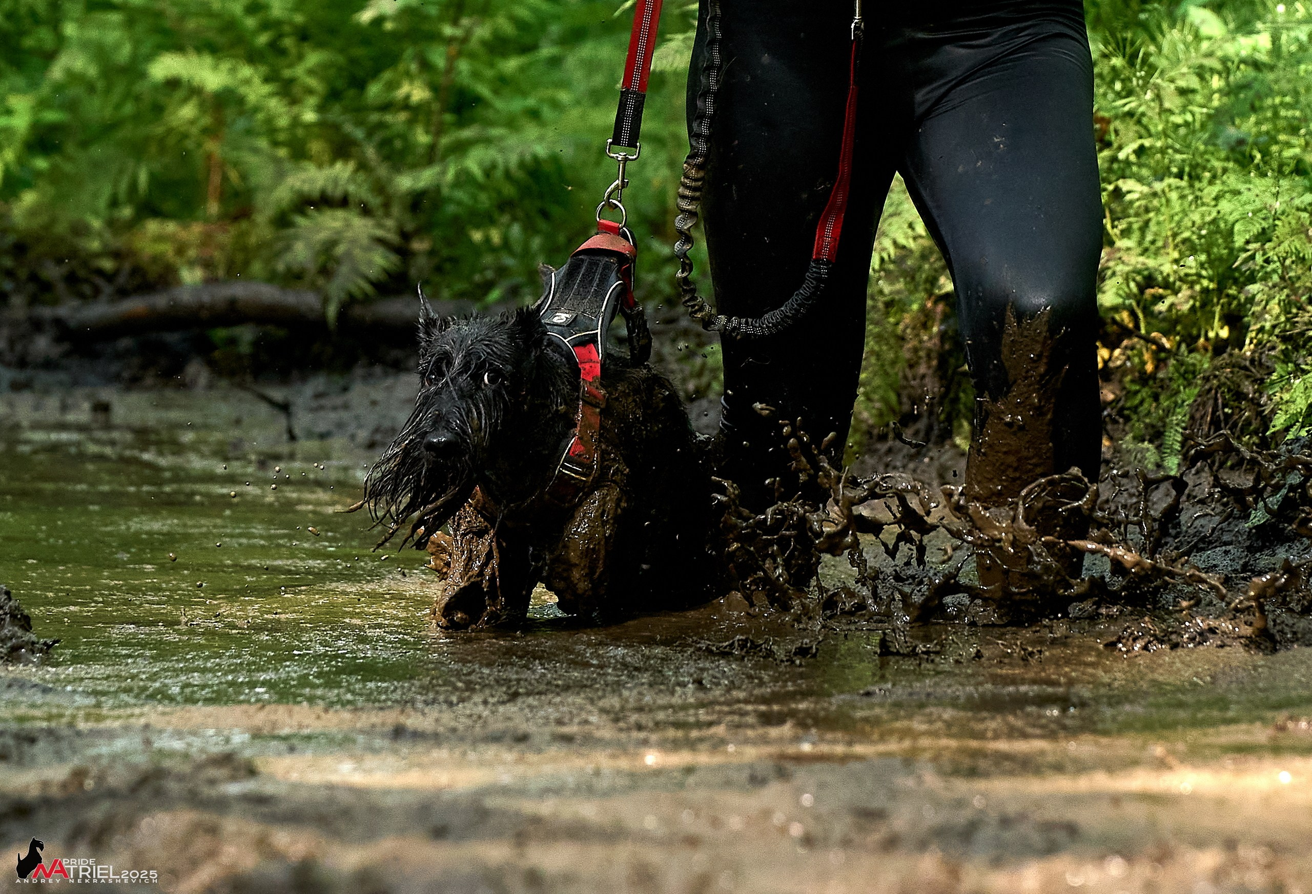Russian Extreme Dog Trail — 2025