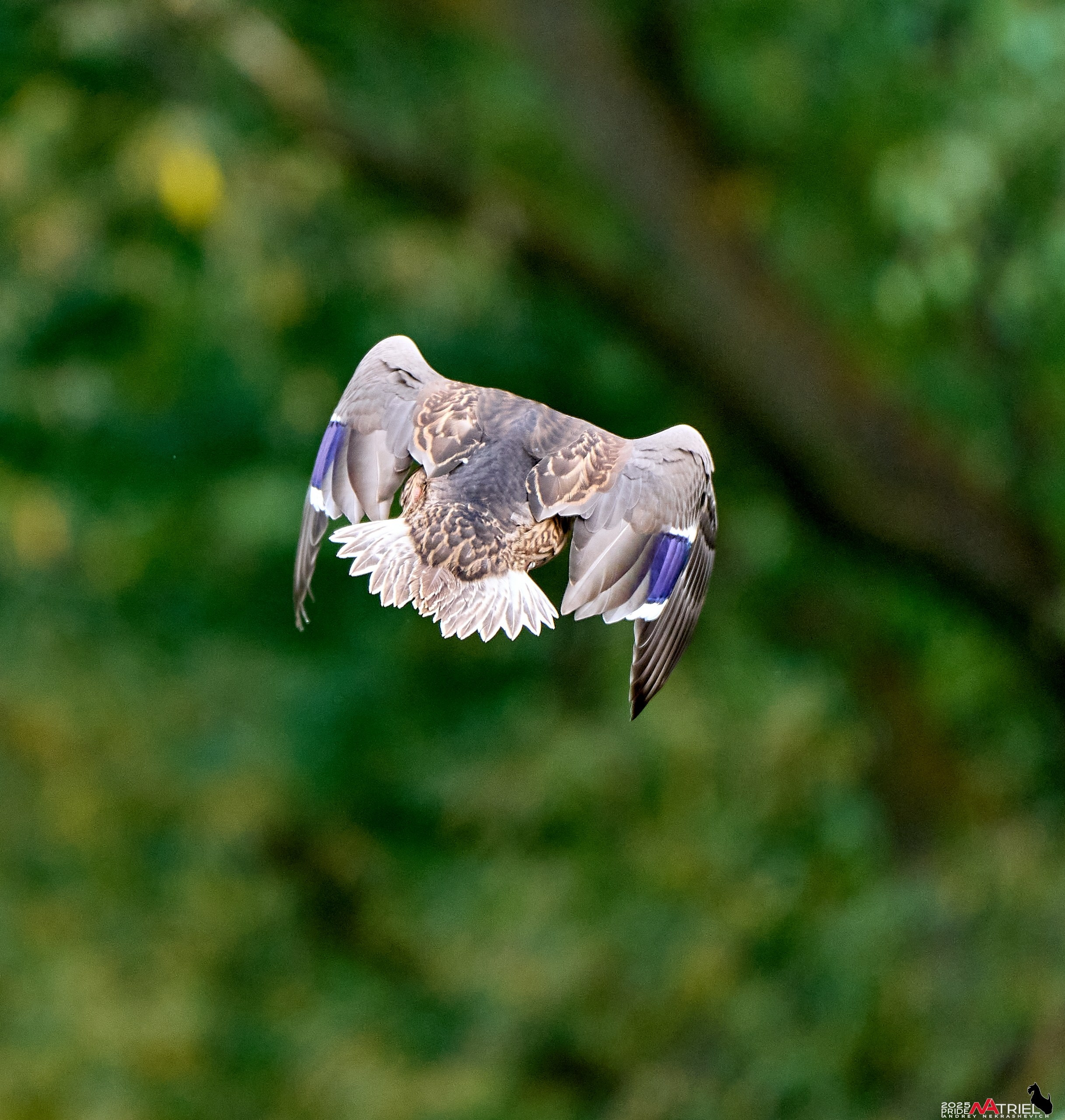 Утки на пруду
