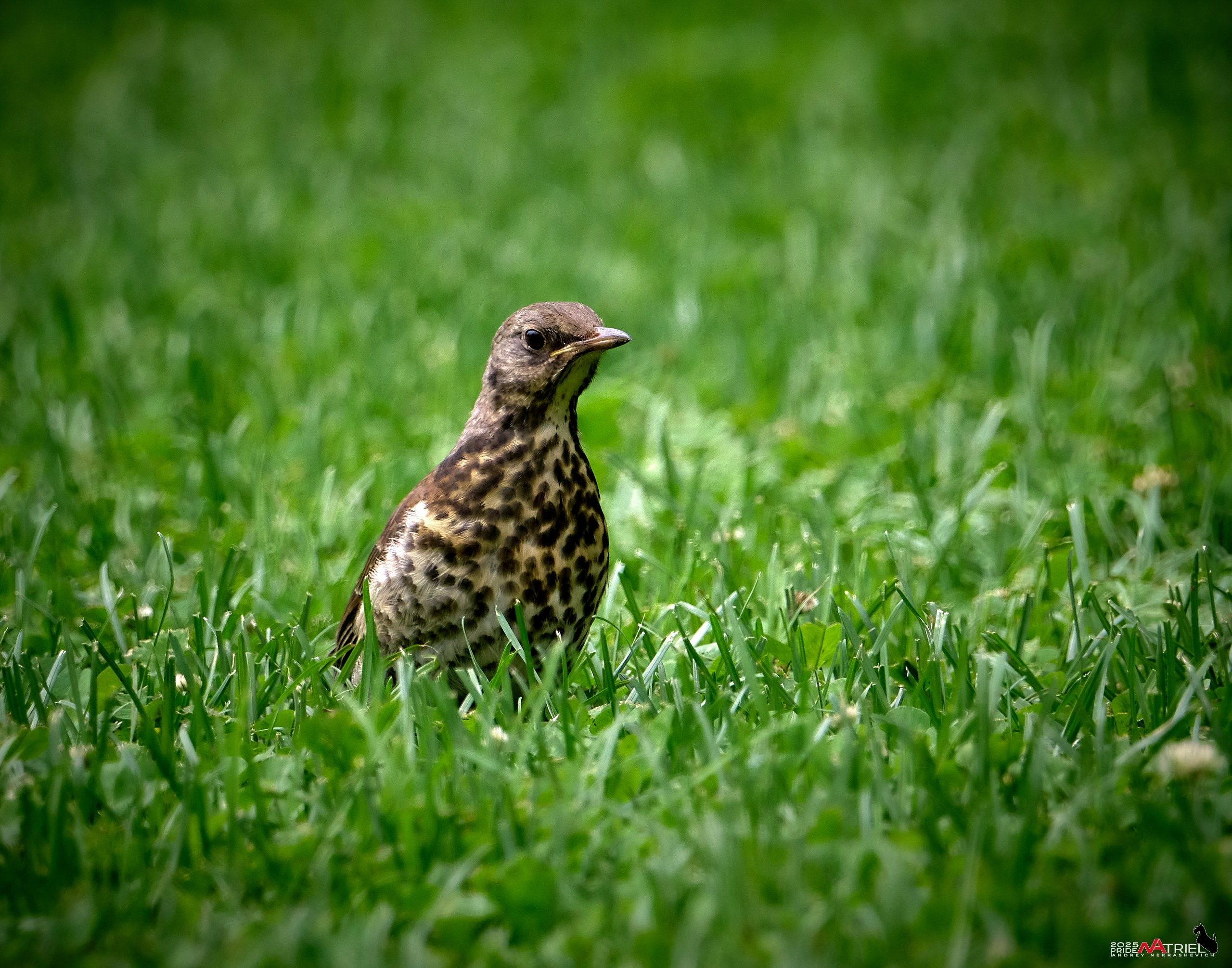 Съемка в парке на воде