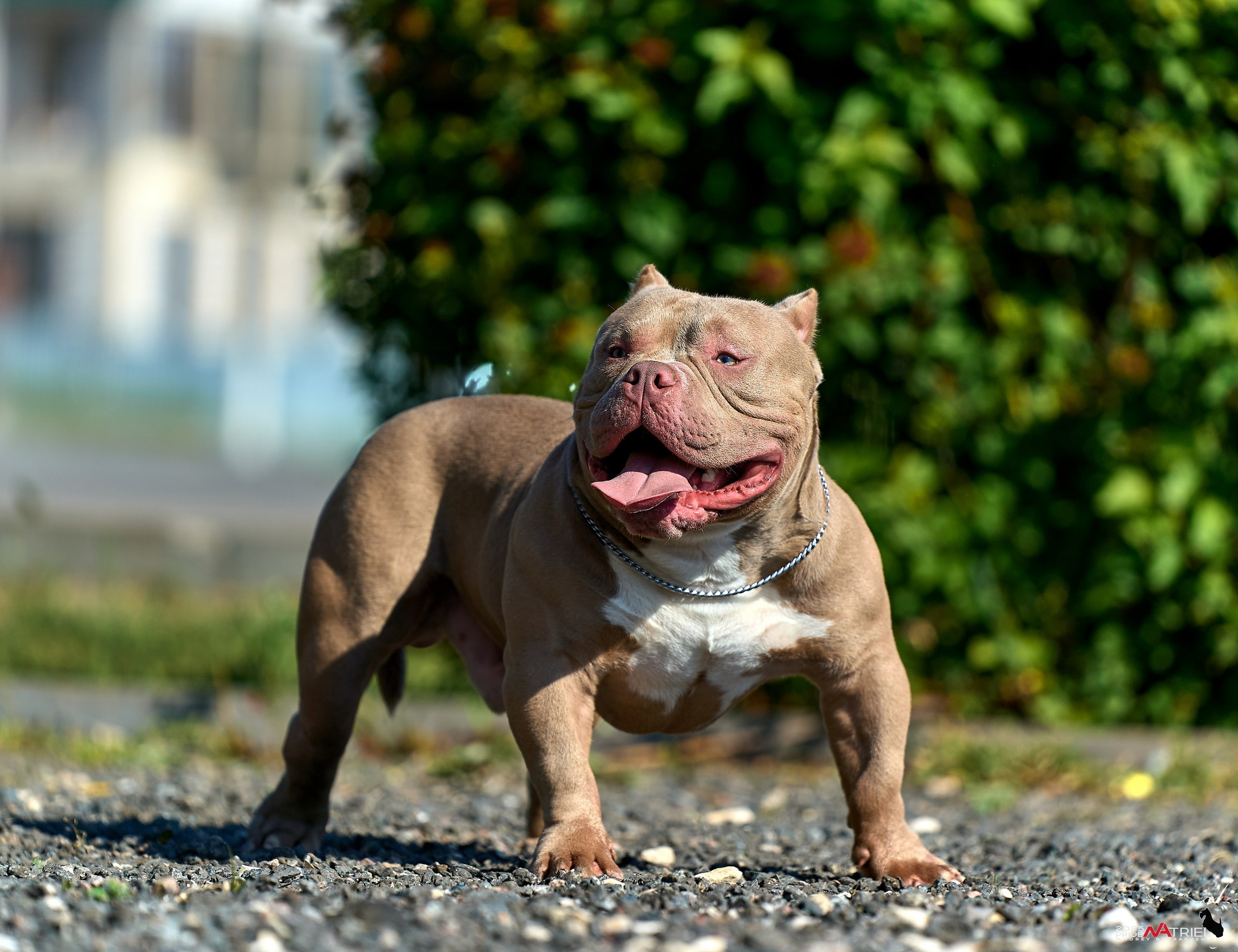 Съемка собак породы булли на природе