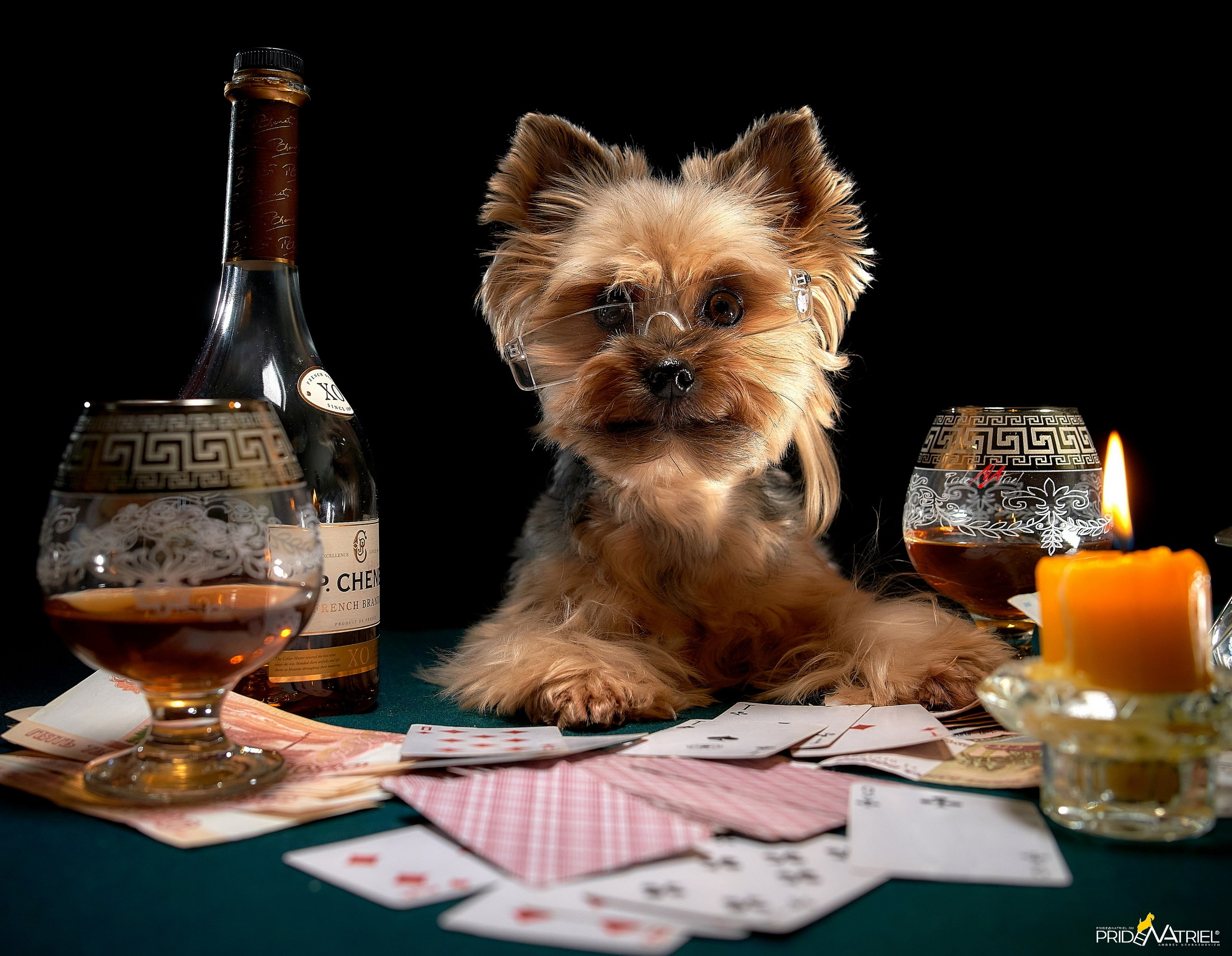 Портреты собак — галерея NATRIEL