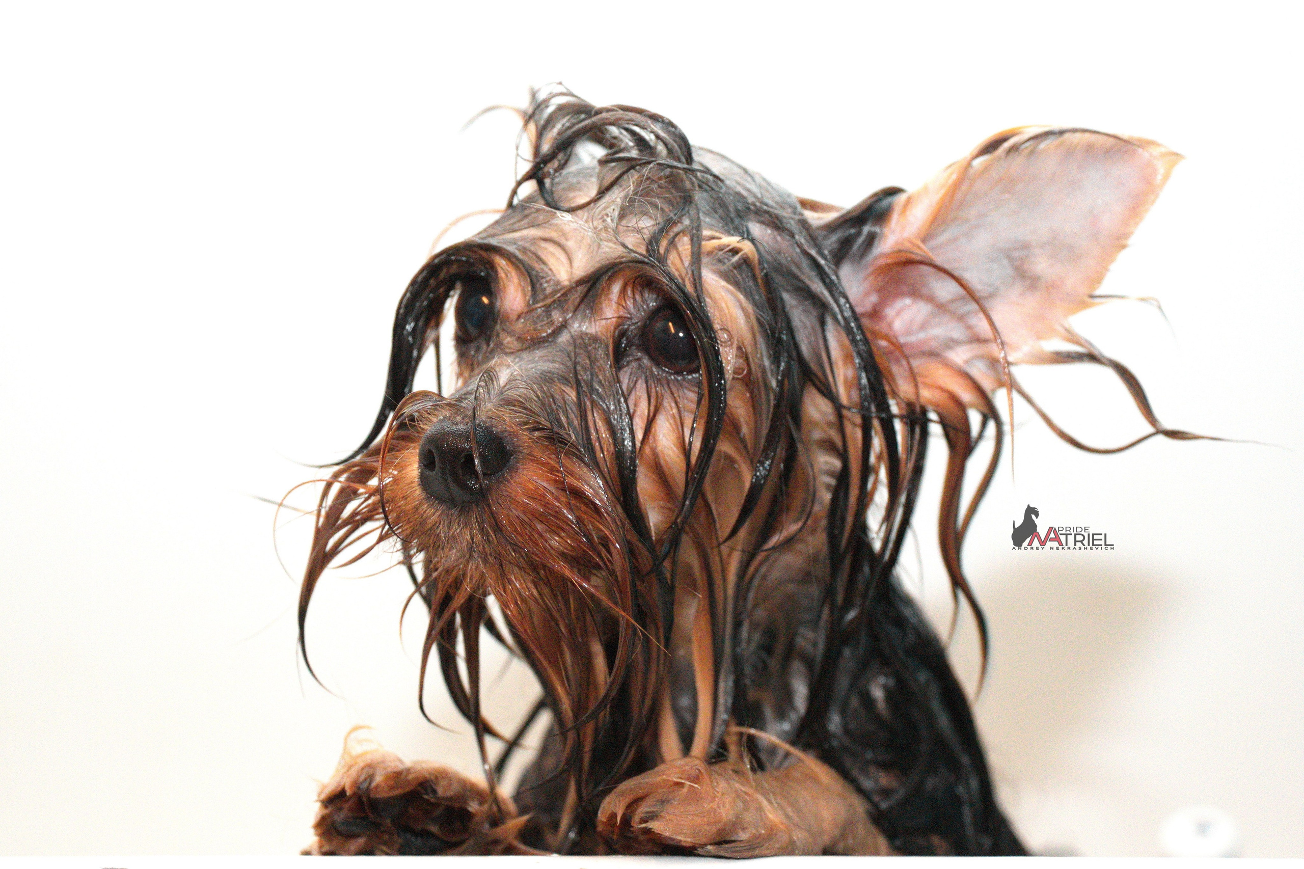 Йоркширский терьер Циля