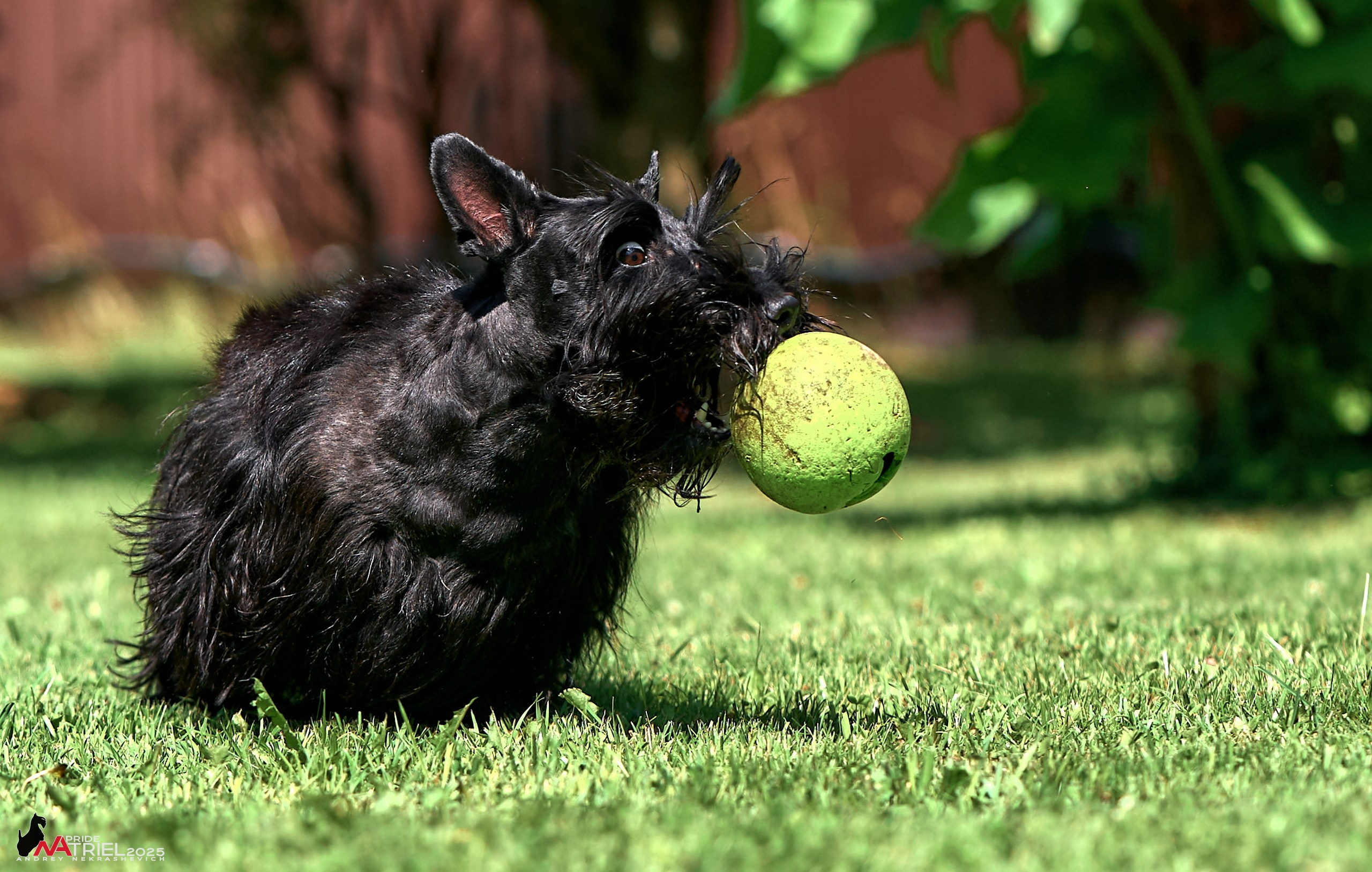 Алабаи и скотч-терьеры в питомнике у Ольги