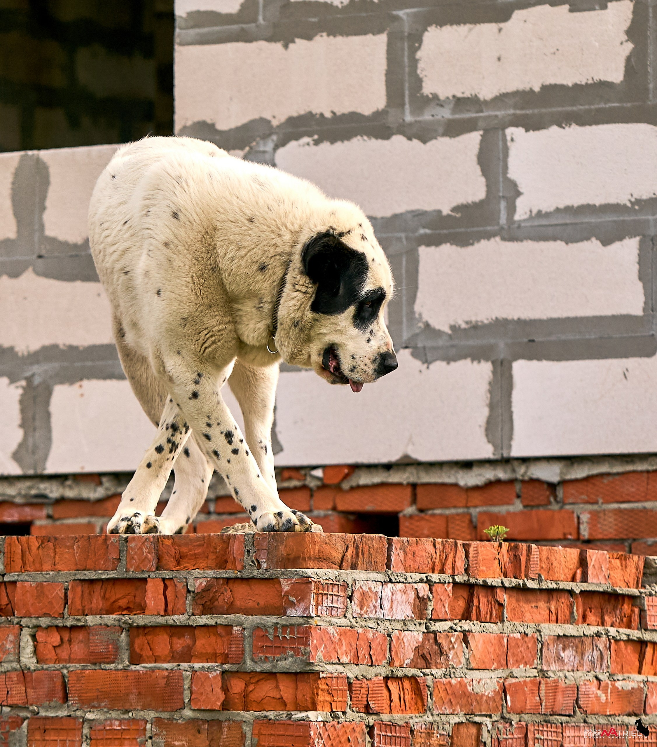 Съемка в питомнике