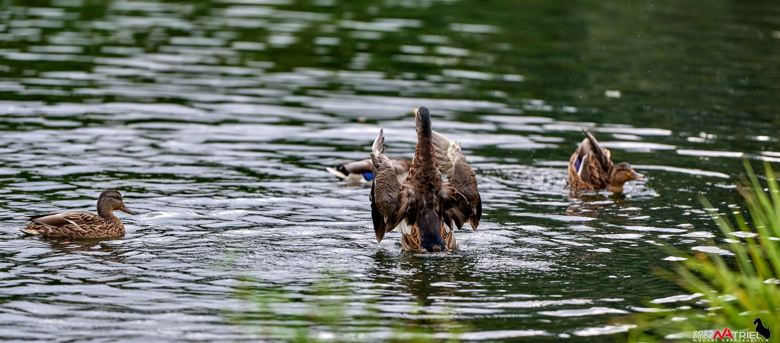 Утки на пруду